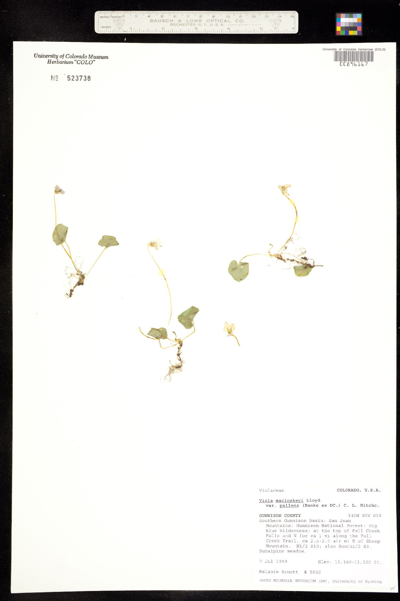 Viola macloskeyi image