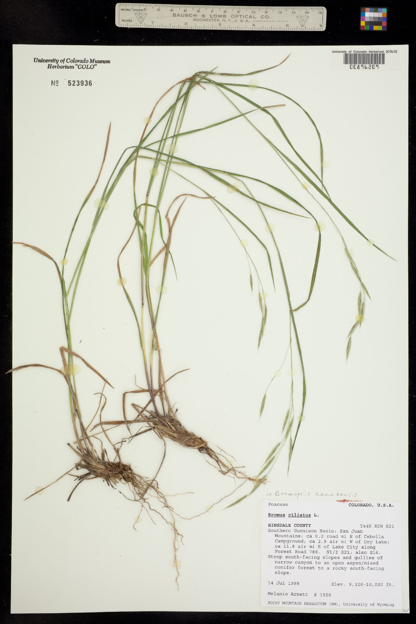 Bromus ciliatus var. ciliatus image