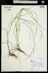 Bromus ciliatus var. ciliatus image