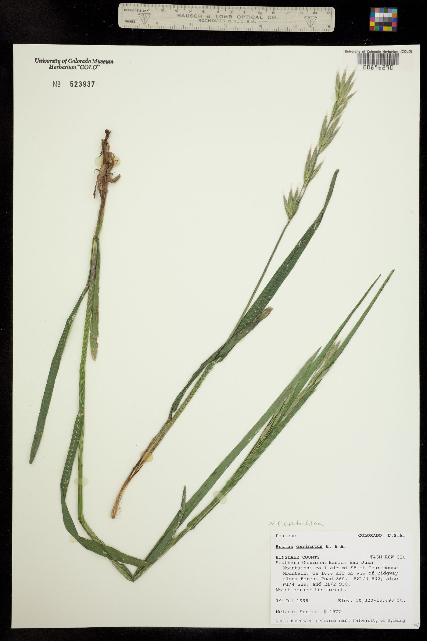 Bromus image