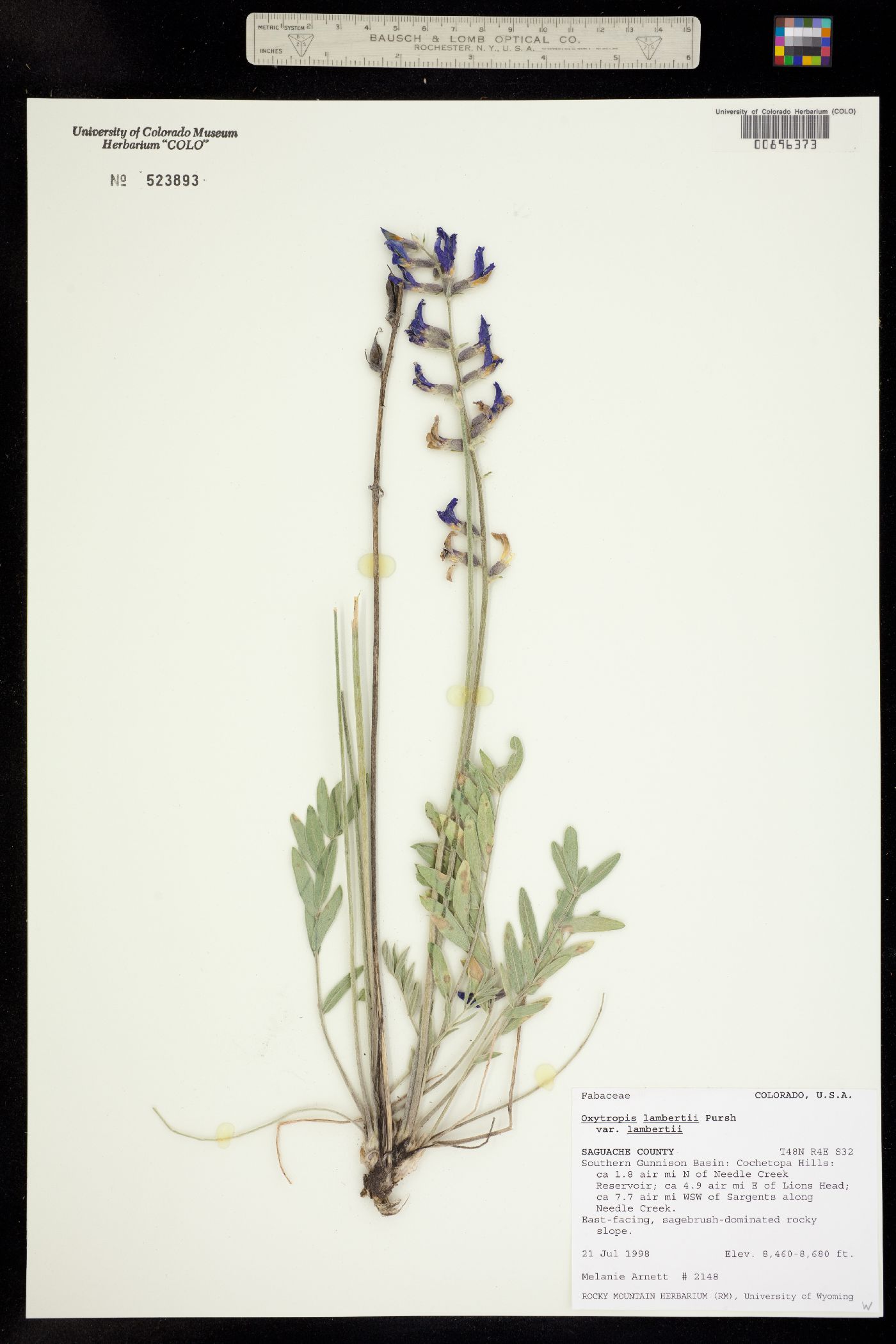Oxytropis lambertii ssp. lambertii image