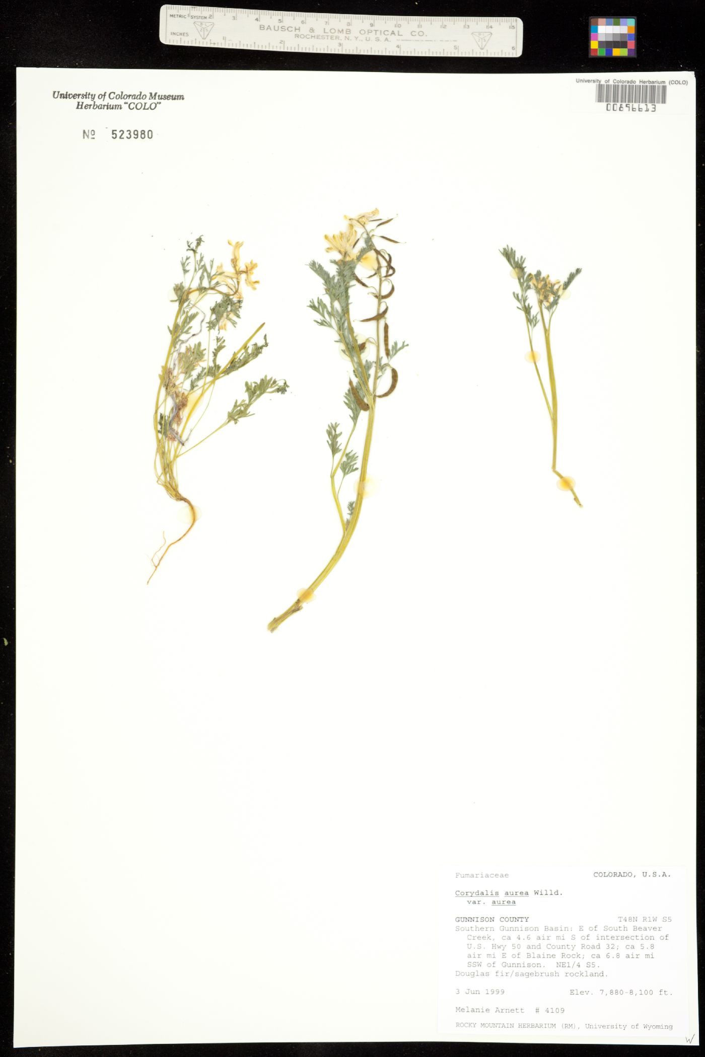 Corydalis image