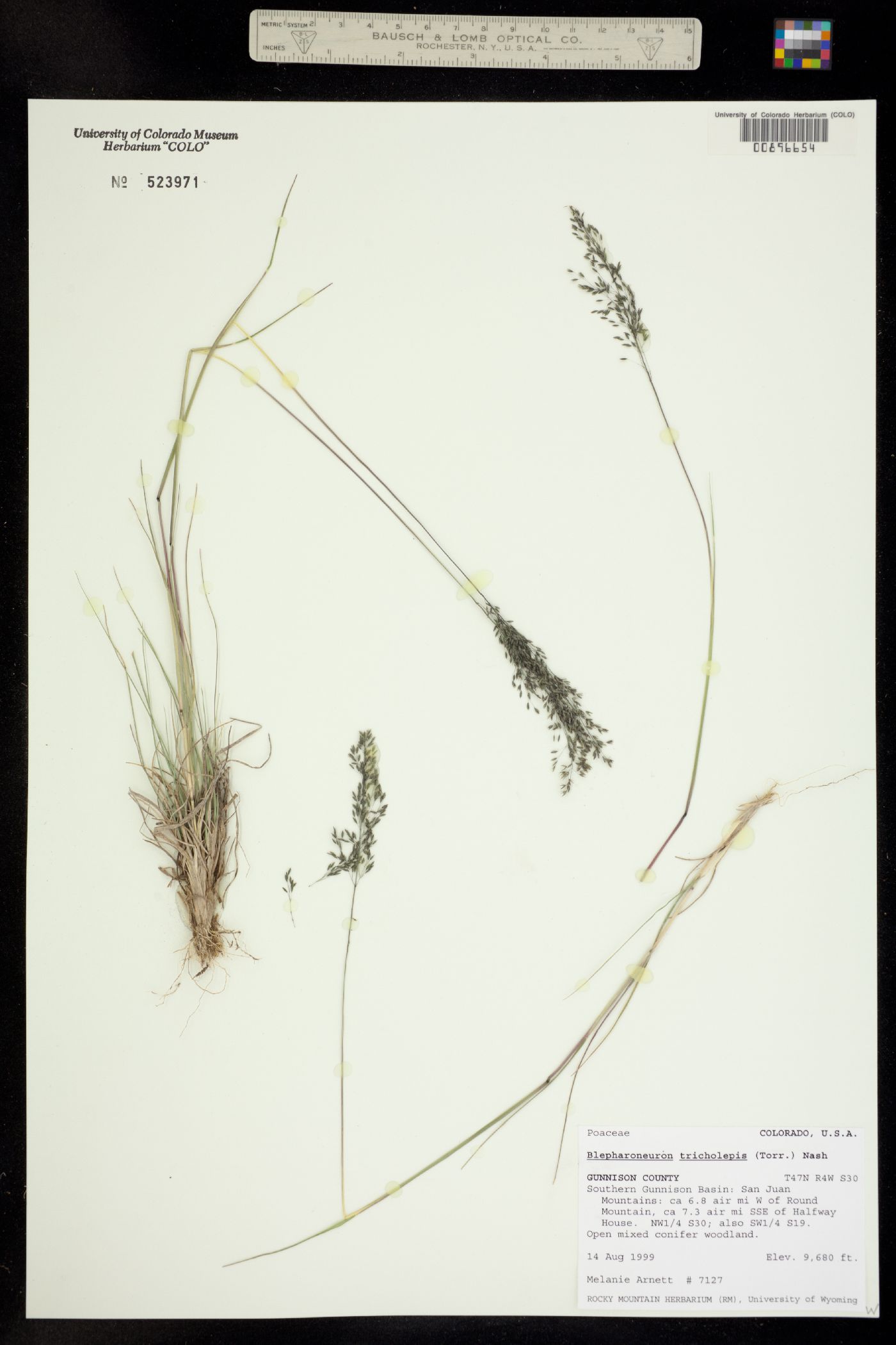 Muhlenbergia tricholepis image