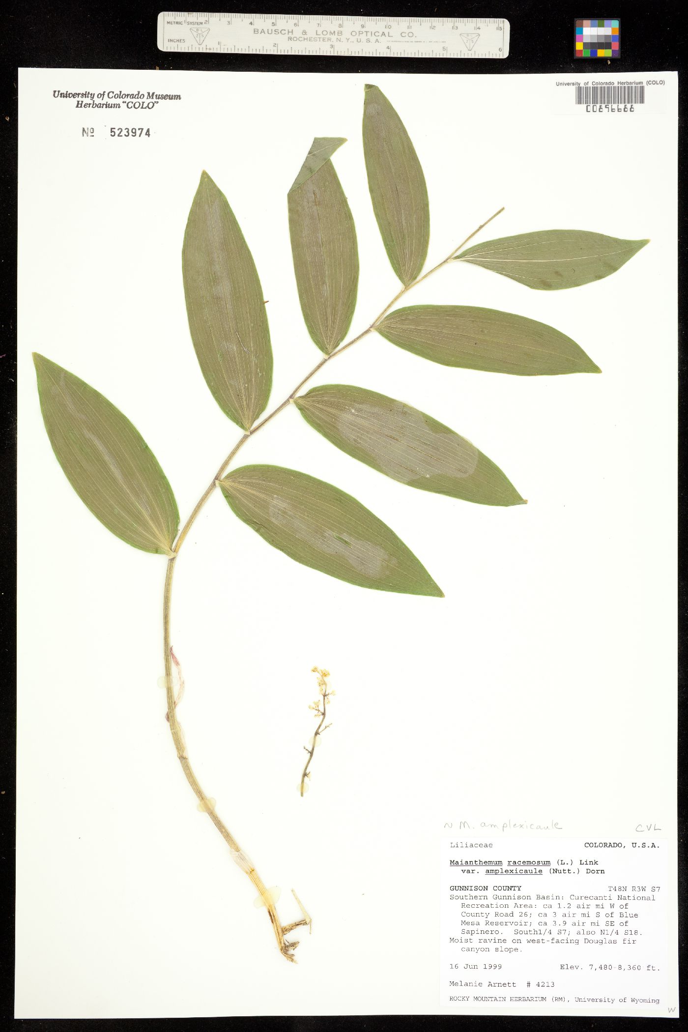Maianthemum racemosum image