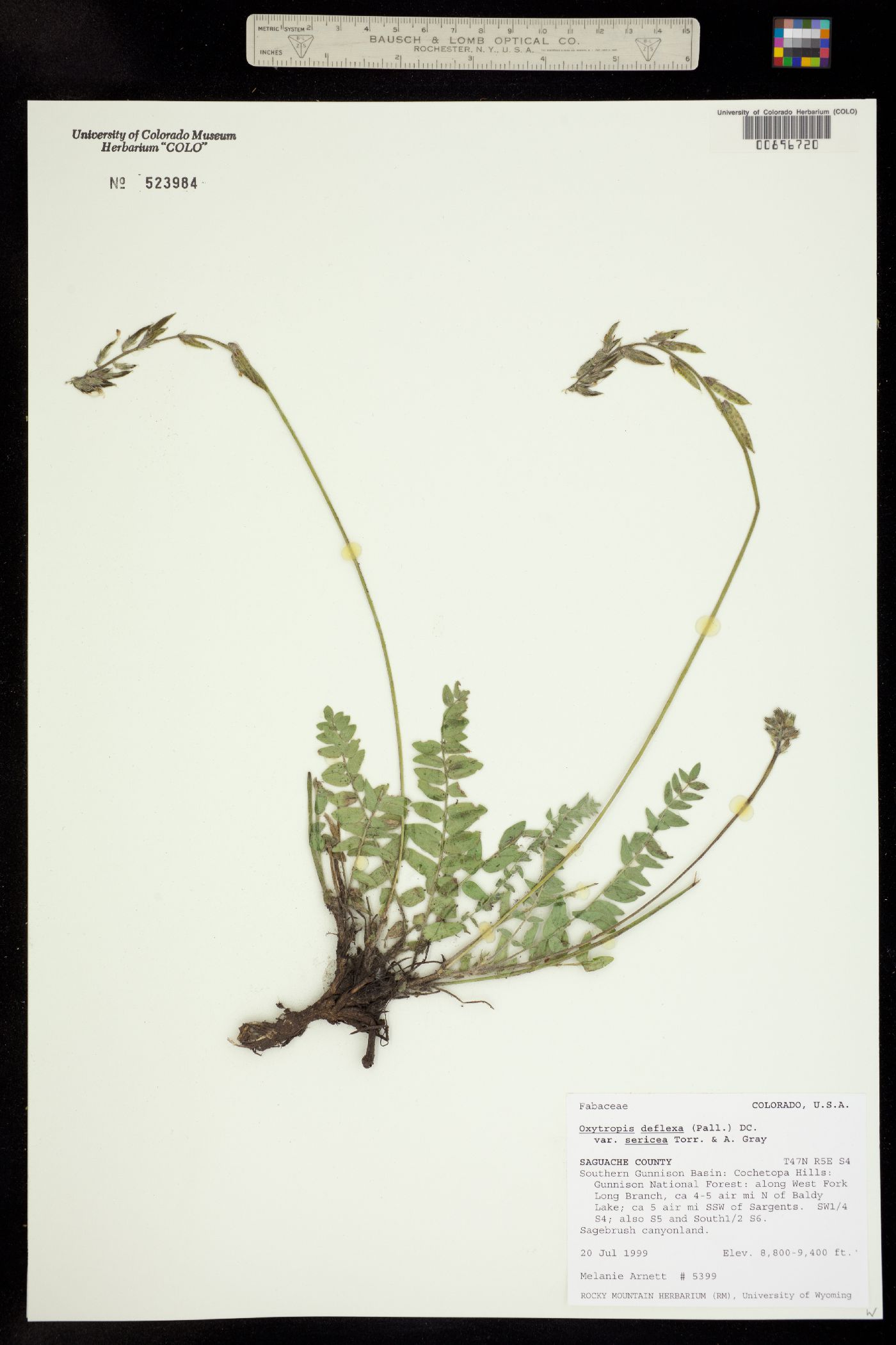 Oxytropis deflexa var. sericea image