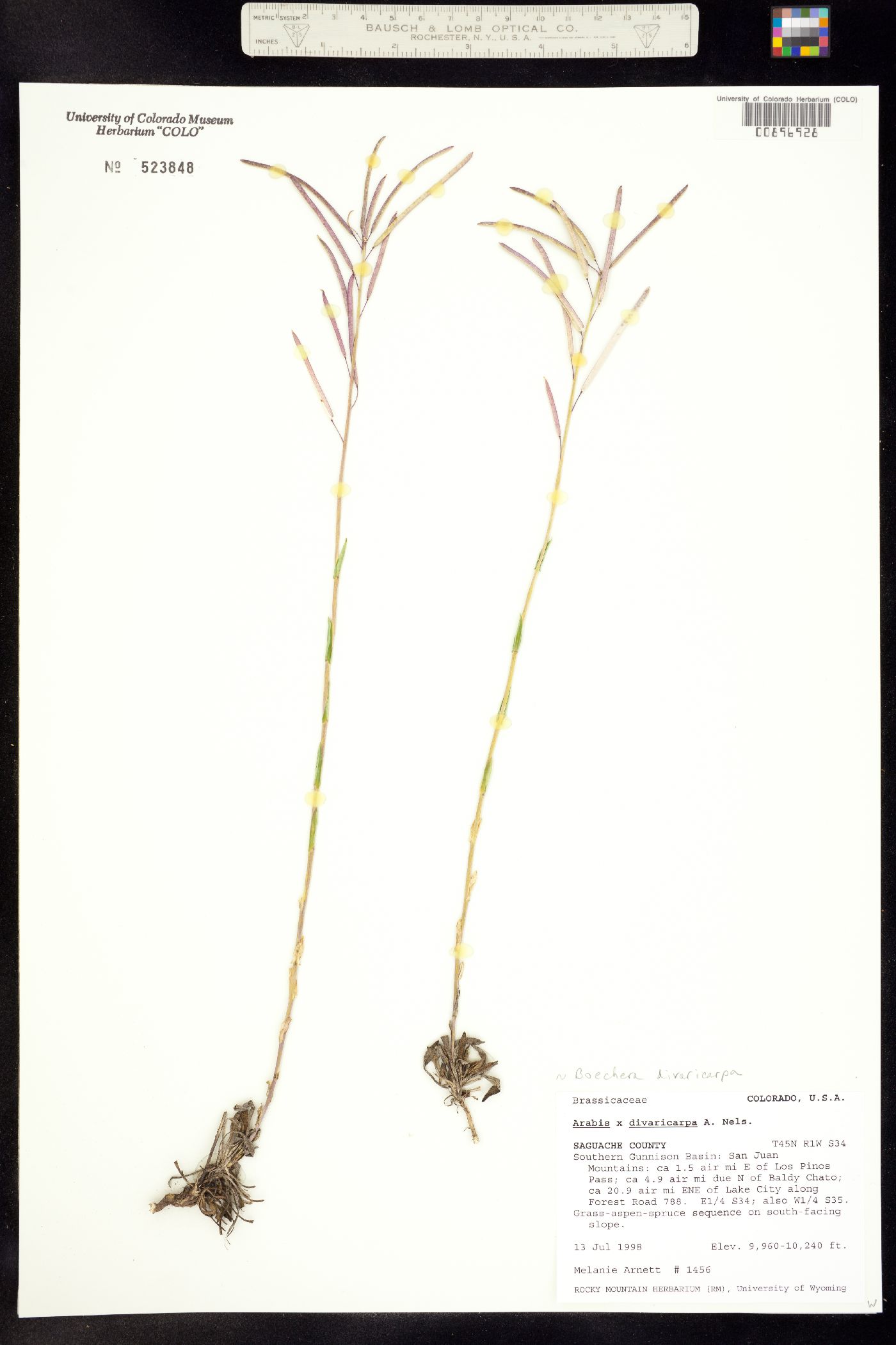 Boechera divaricarpa image
