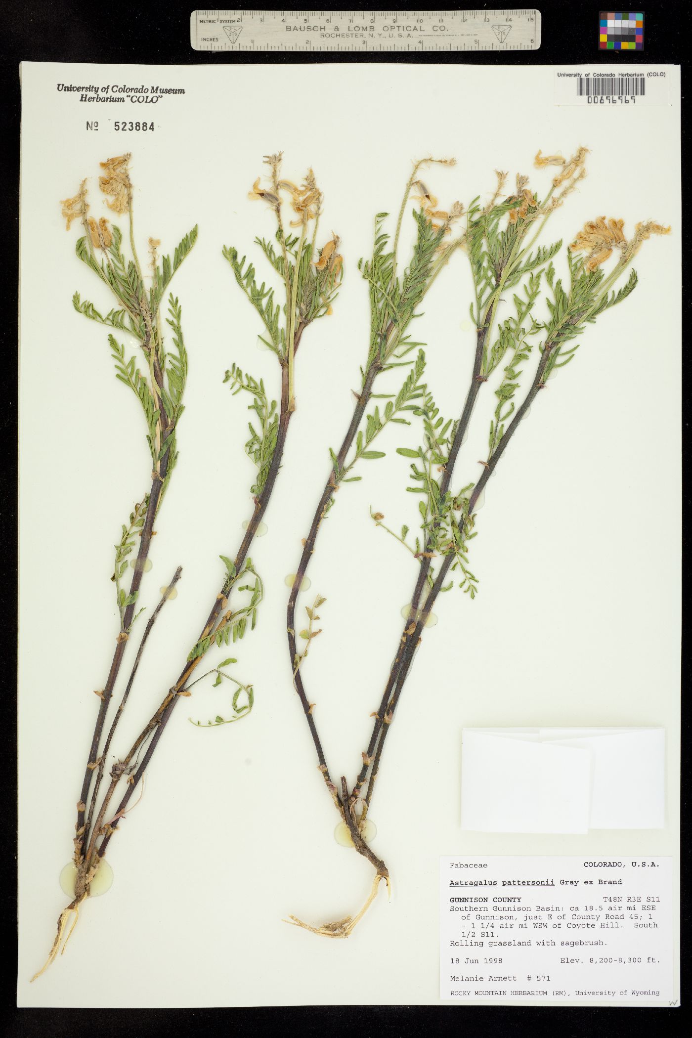 Astragalus pattersonii image