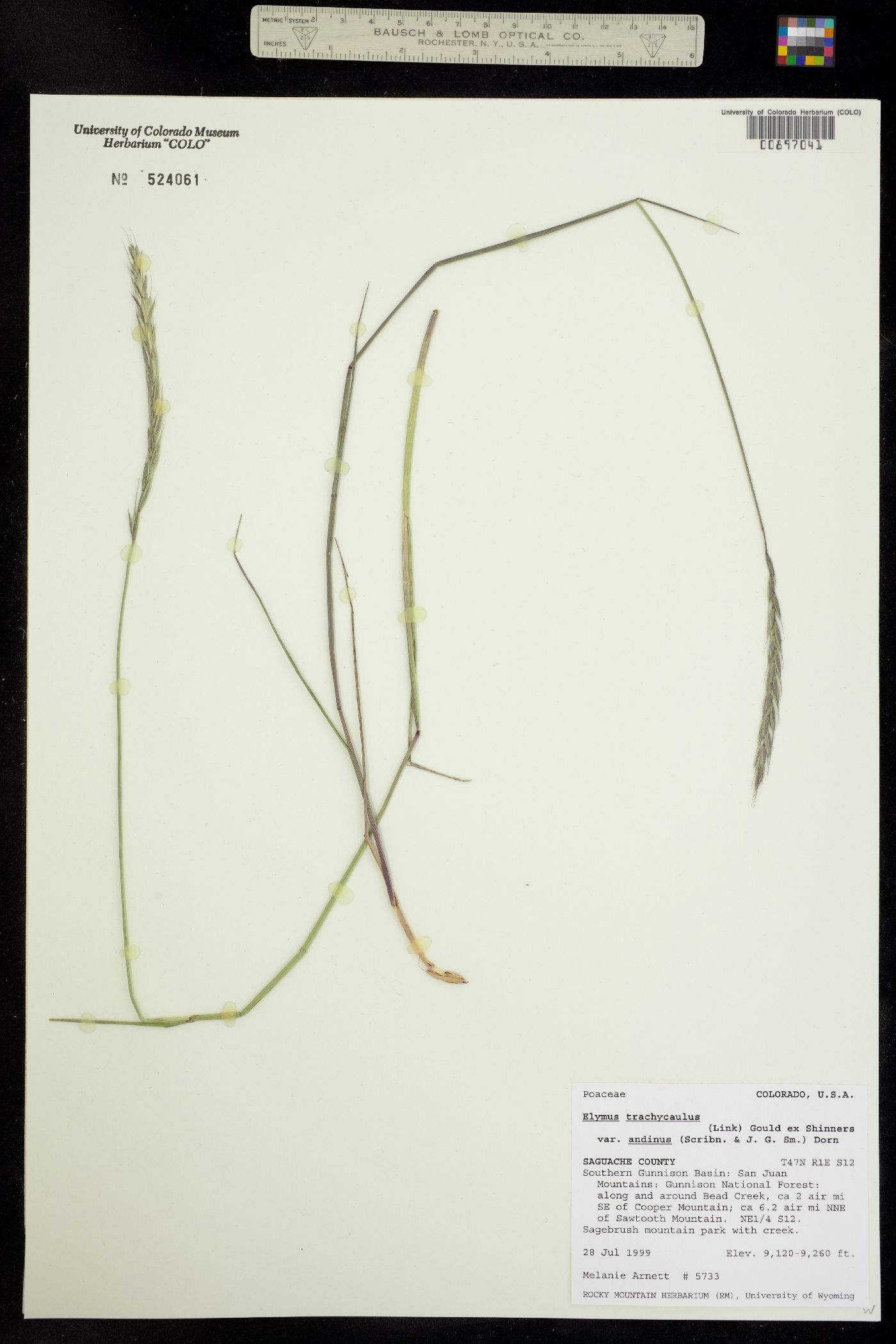 Elymus trachycaulus ssp. andinus image