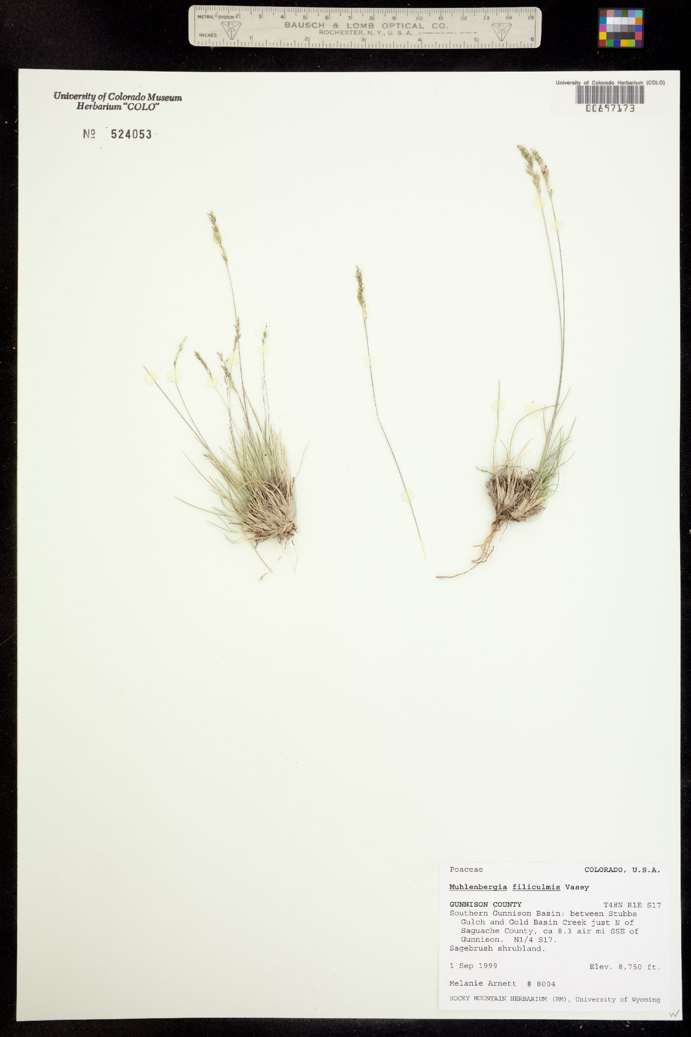 Muhlenbergia filiculmis image