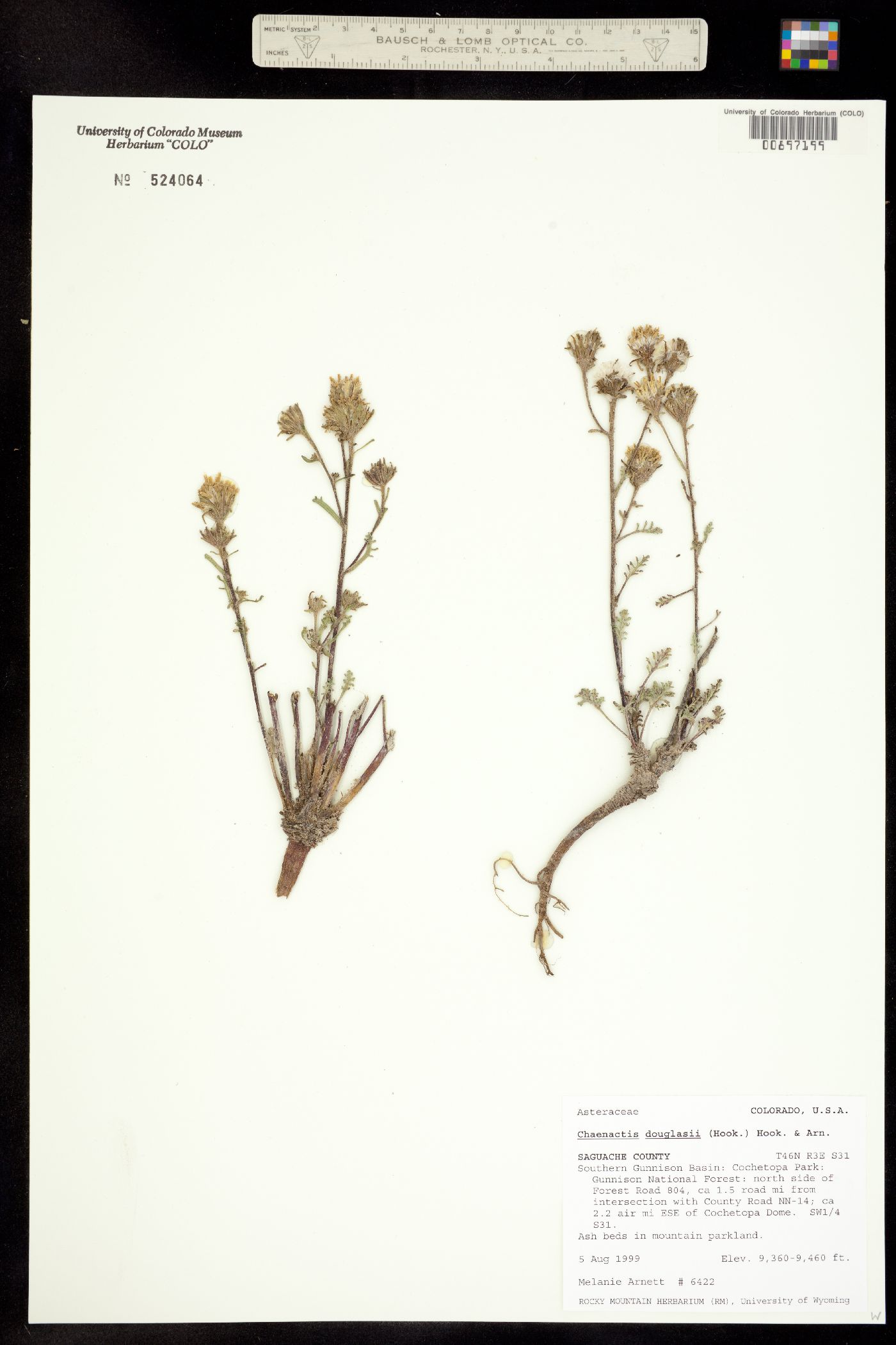 Chaenactis douglasii image