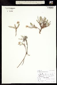 Image of Eriogonum coloradense