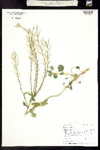 Image of Brassica rapa