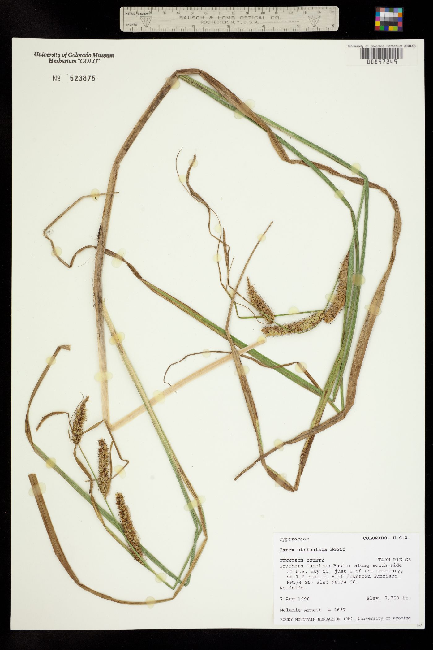 Carex utriculata image
