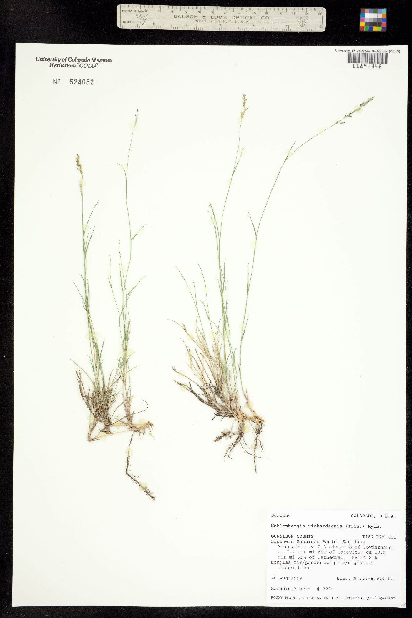 Muhlenbergia richardsonis image