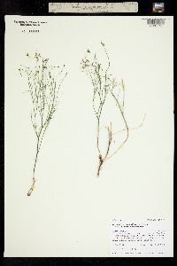 Astragalus convallarius var. scopulorum image