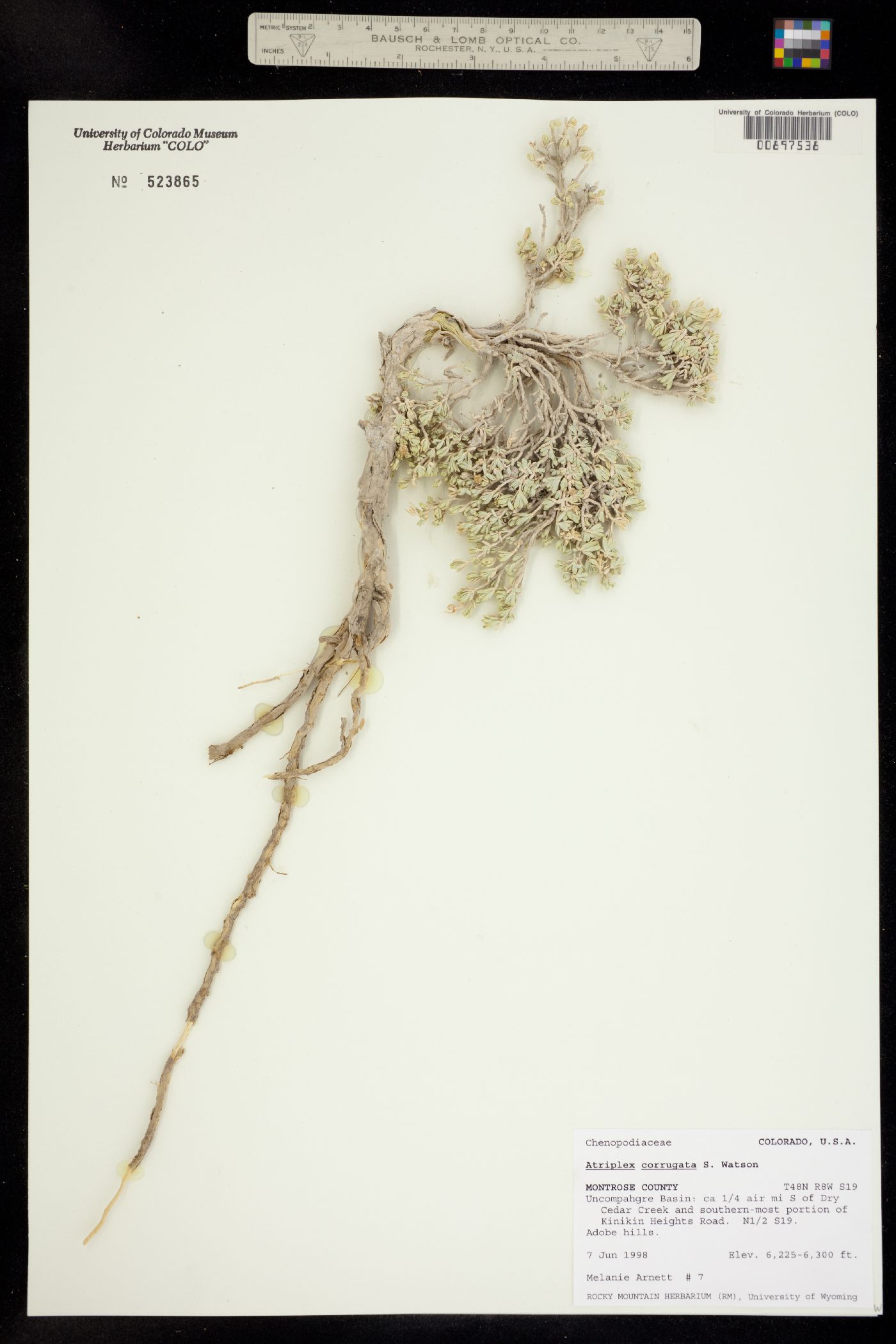 Atriplex corrugata image