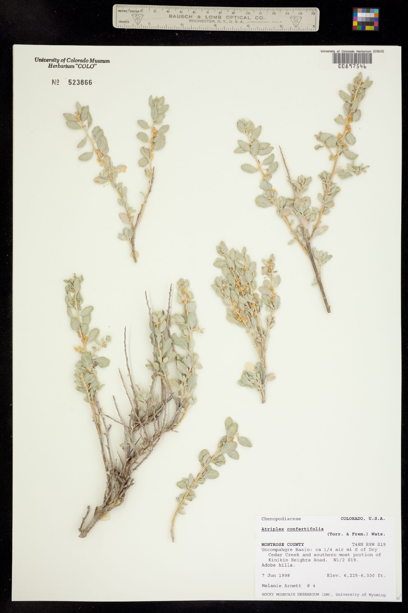 Atriplex confertifolia image
