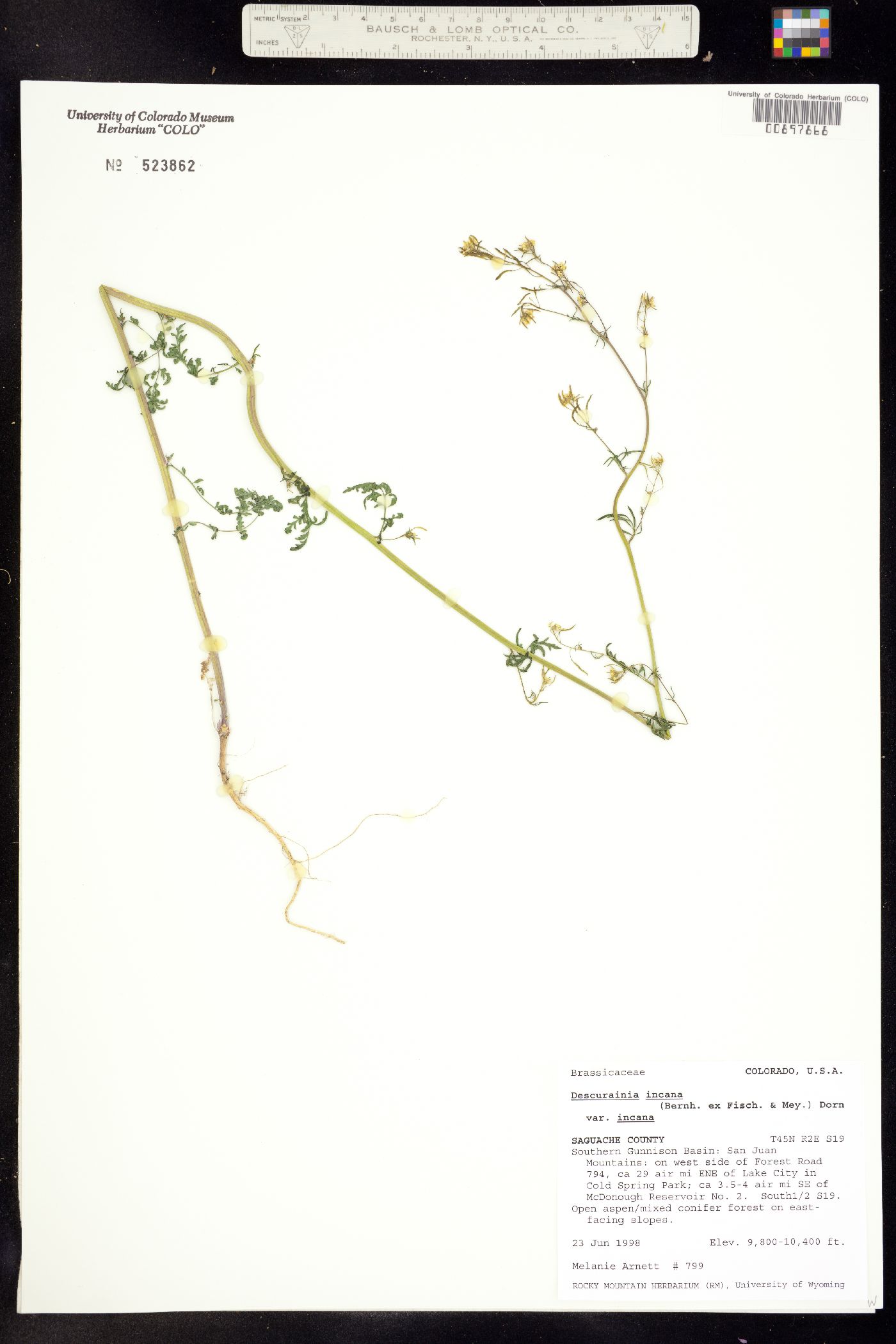 Descurainia image