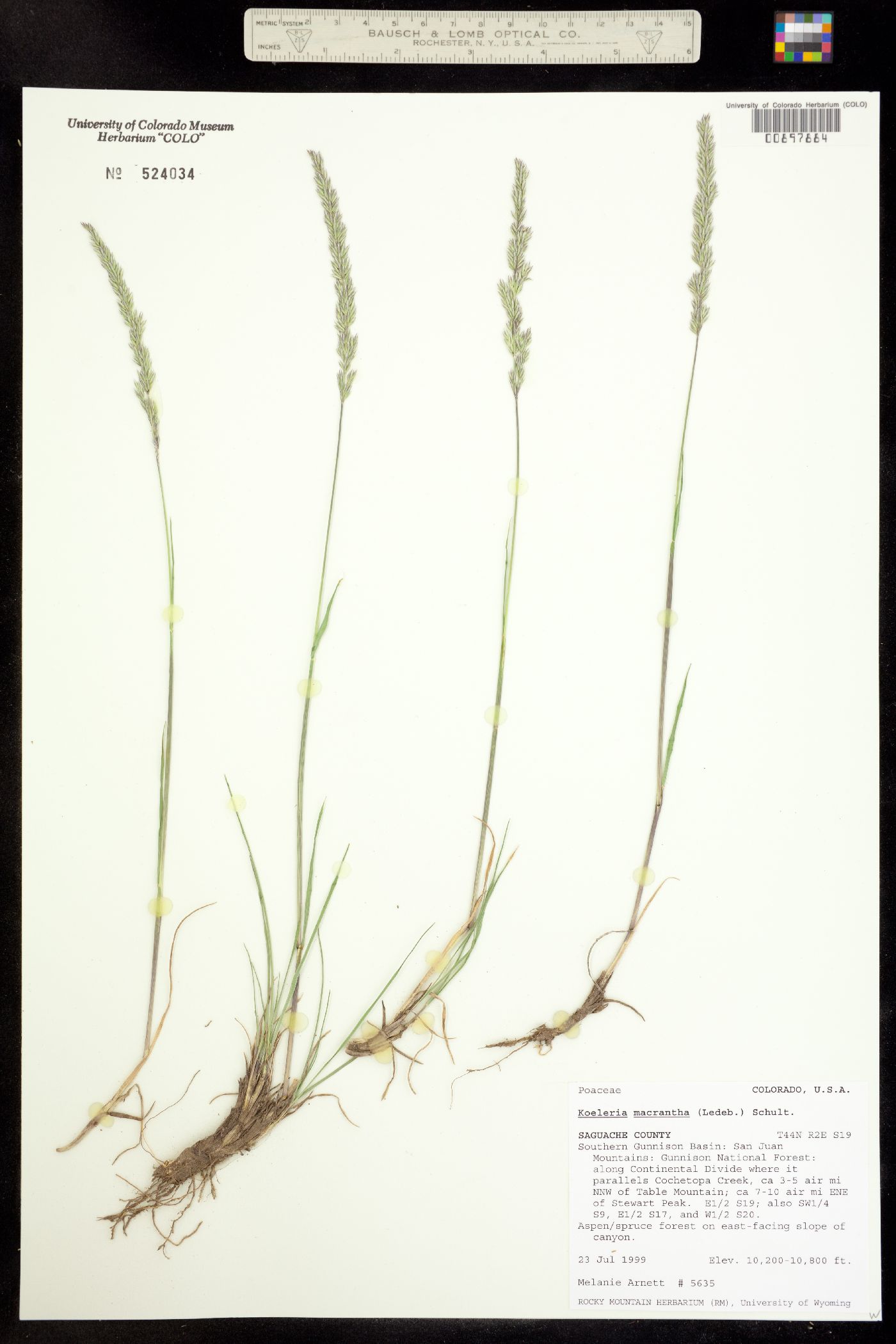 Koeleria macrantha image