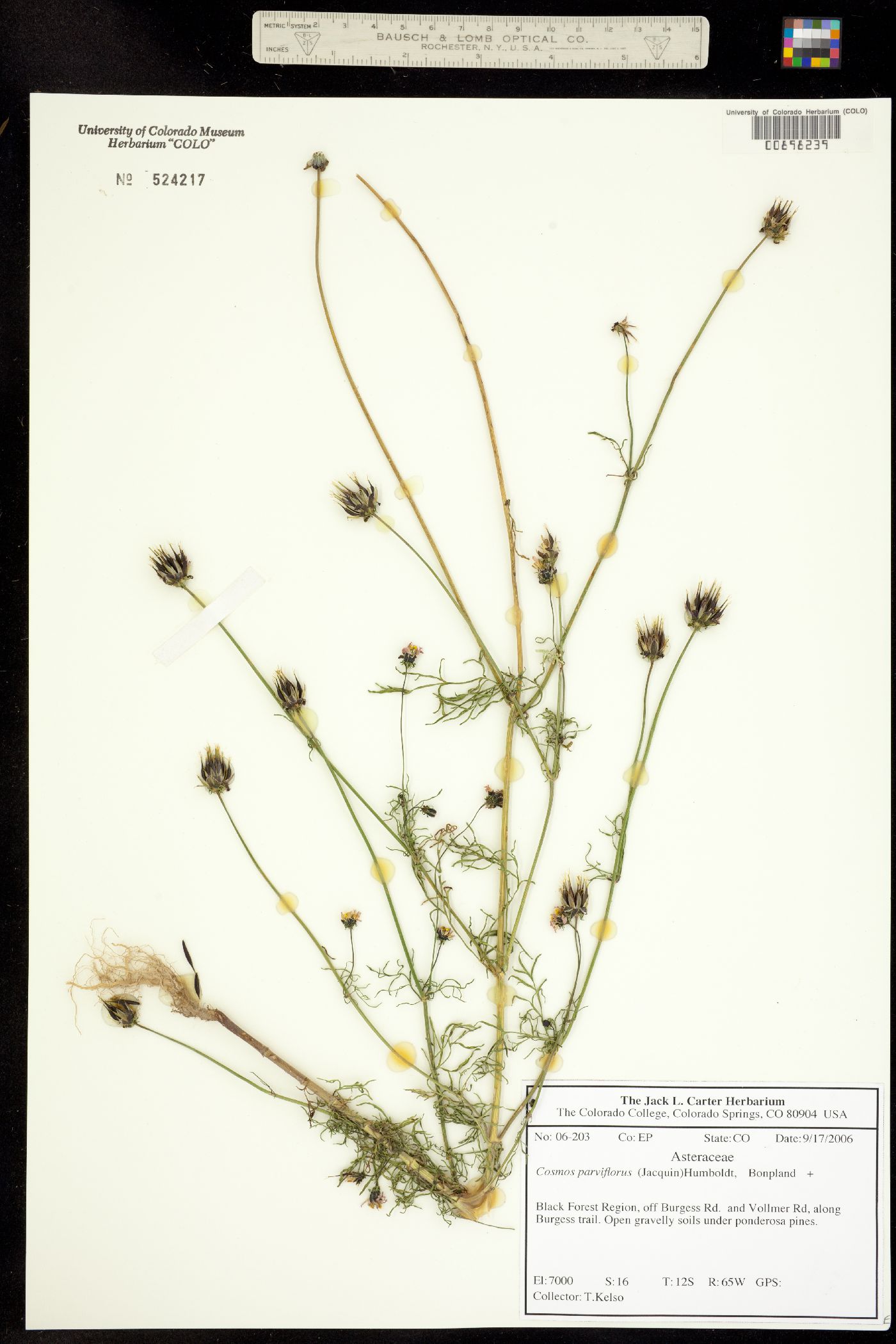 Cosmos parviflorus image