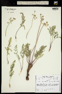 Image of Lomatium foeniculaceum