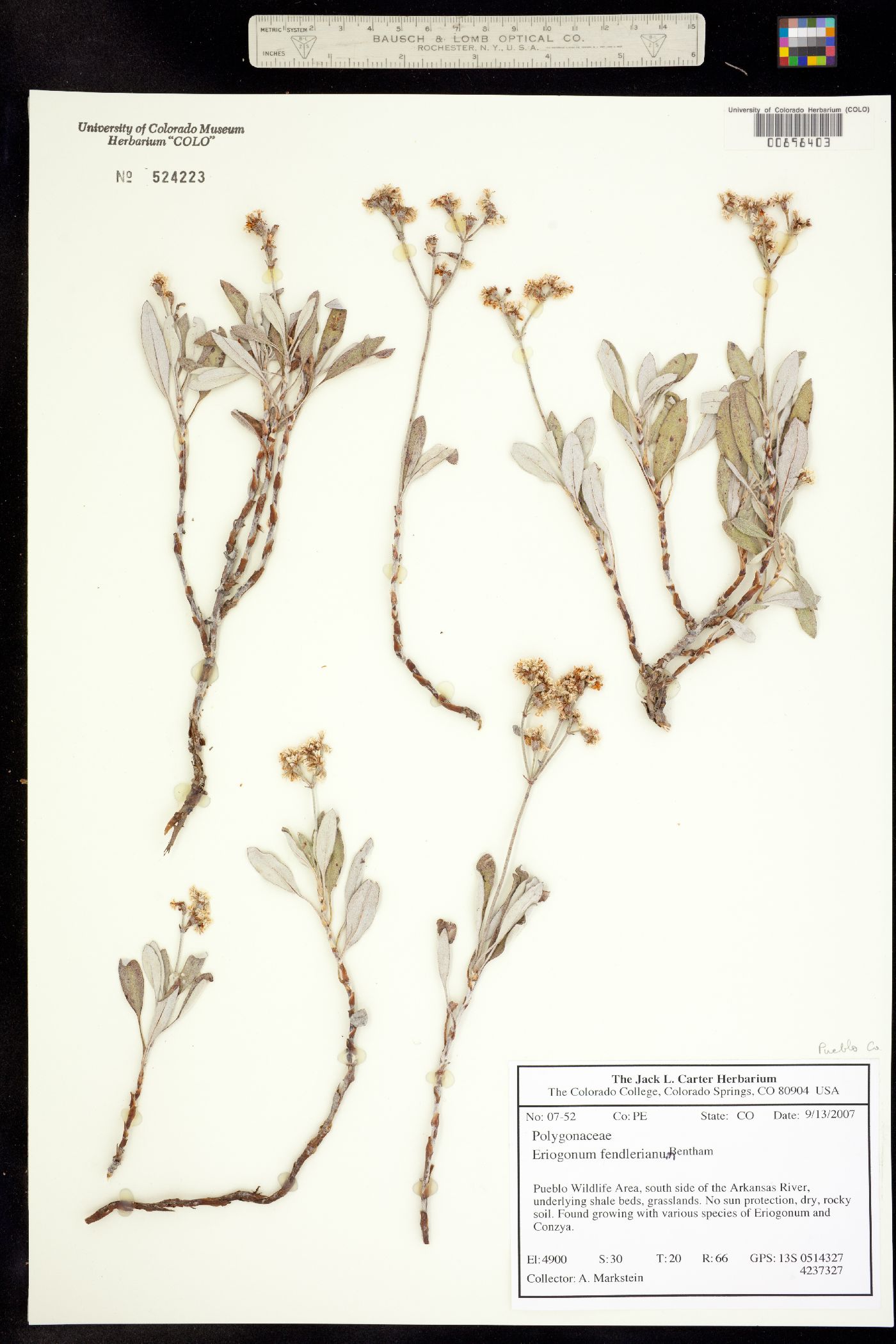 Eriogonum fendlerianum image