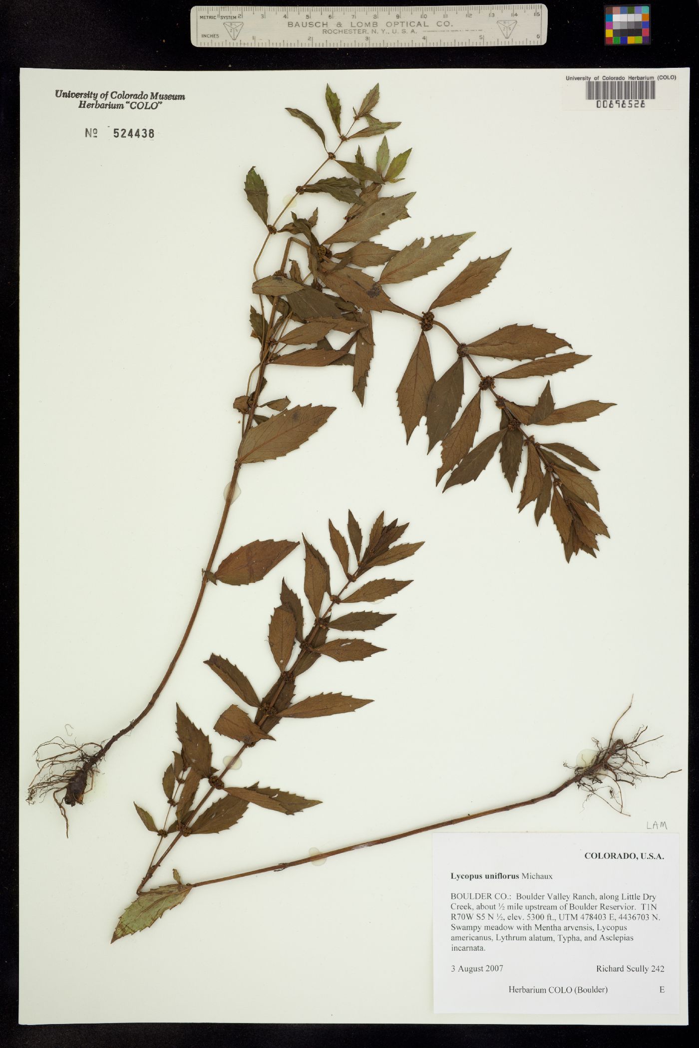 Lycopus uniflorus image