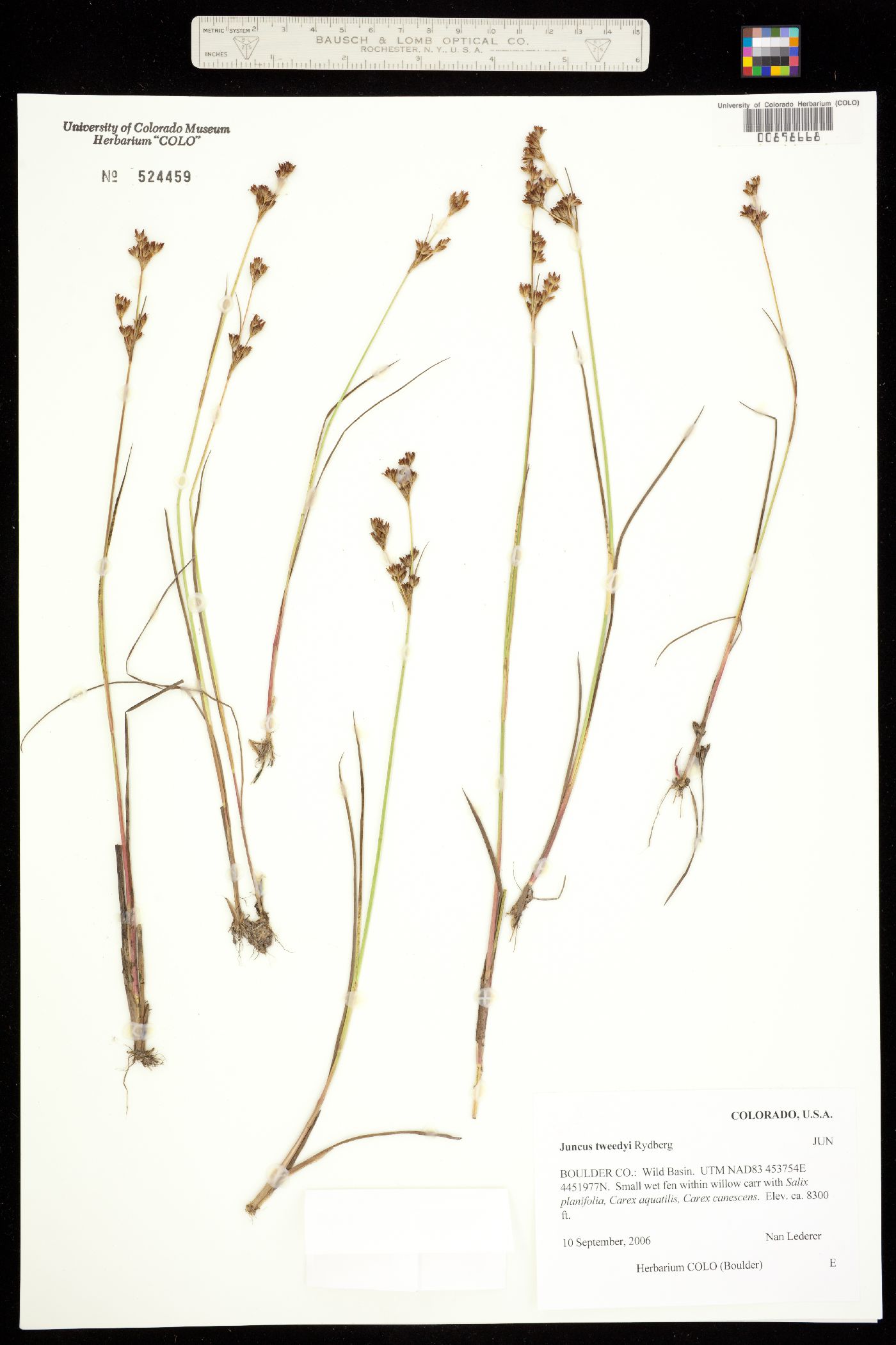 Juncus brevicaudatus image