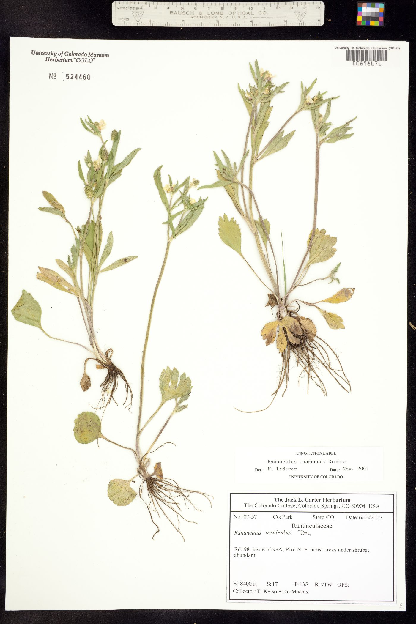 Ranunculus inamoenus image