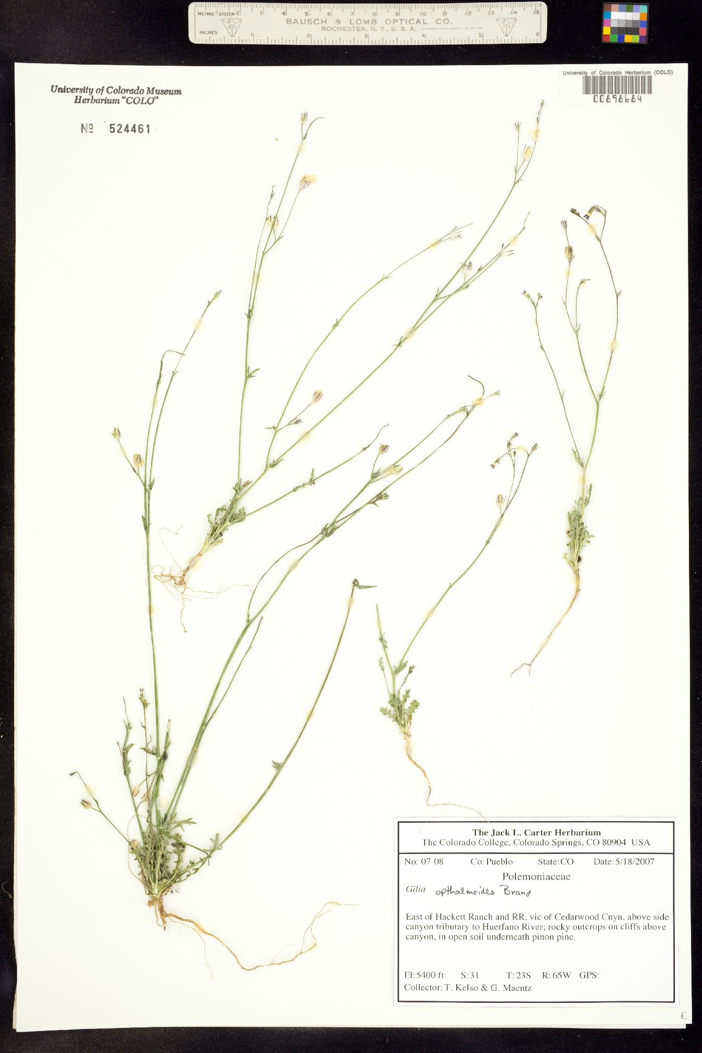 Gilia image