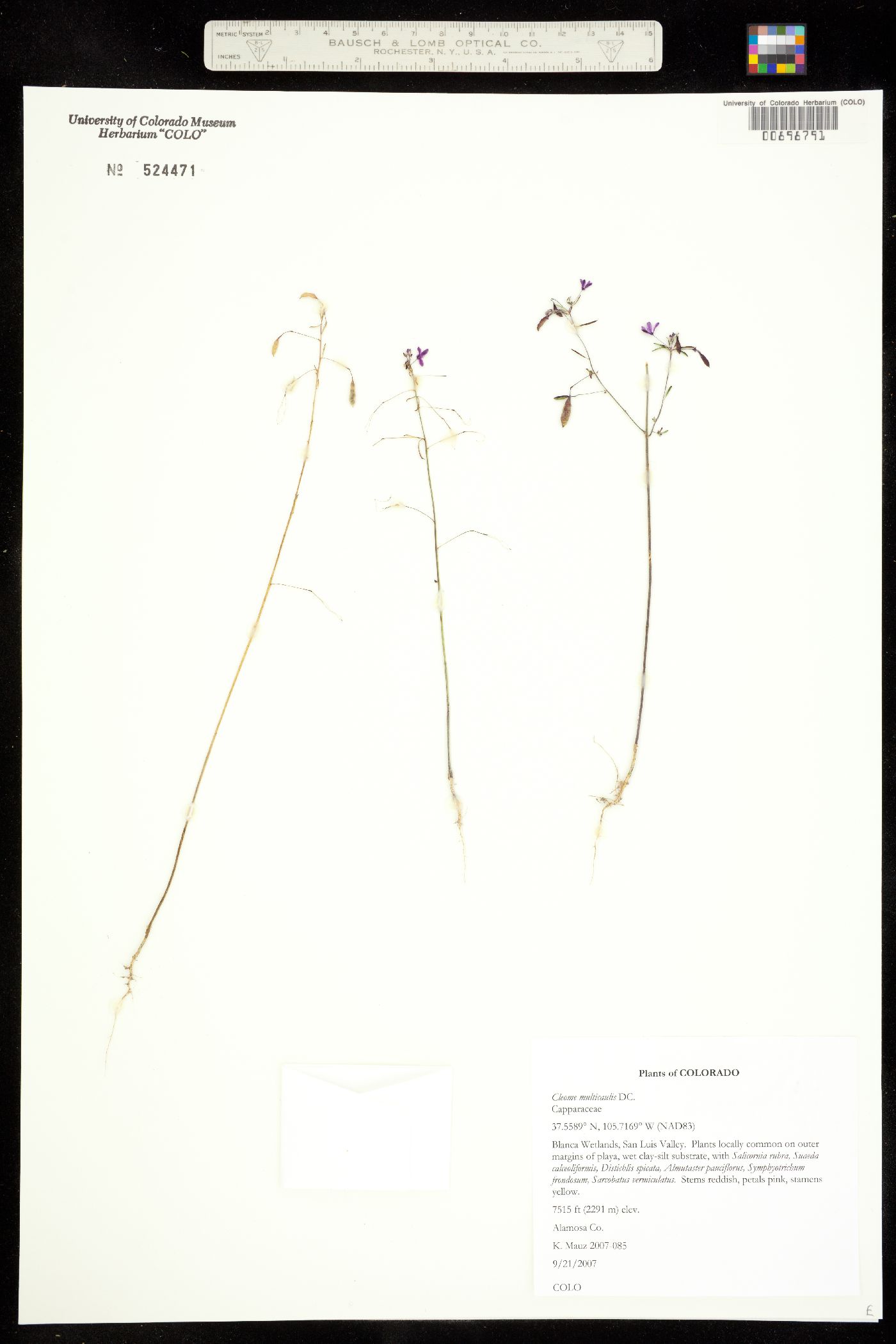 Cleome image