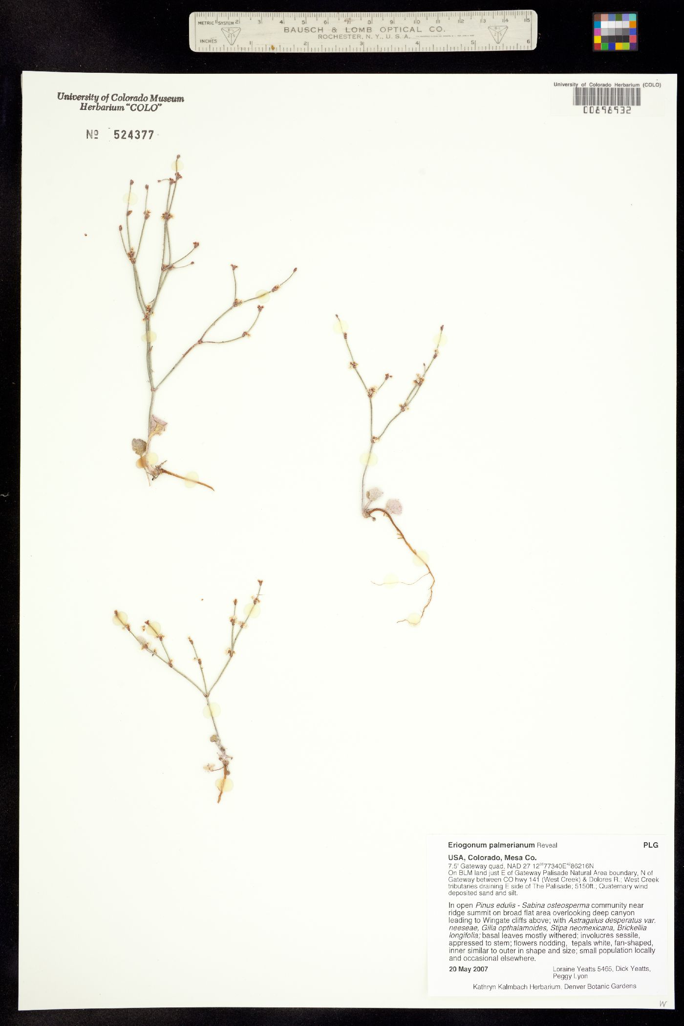 Eriogonum palmerianum image