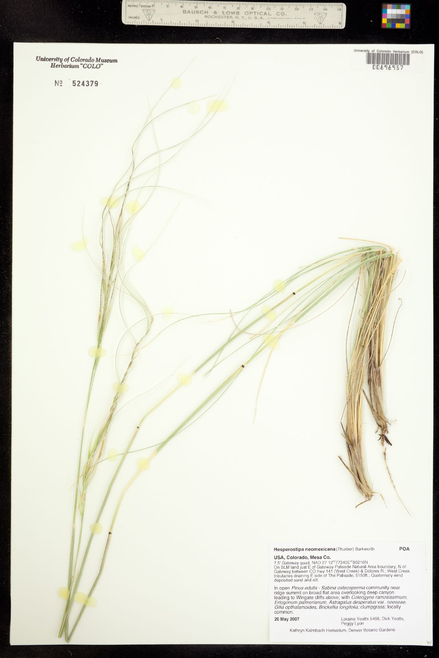 Hesperostipa neomexicana image