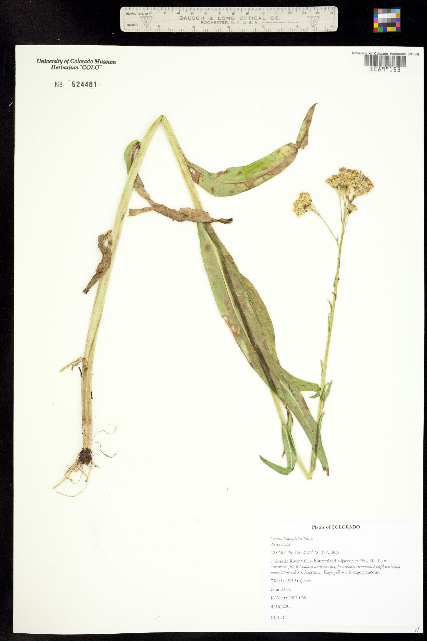 Senecio hydrophilus image