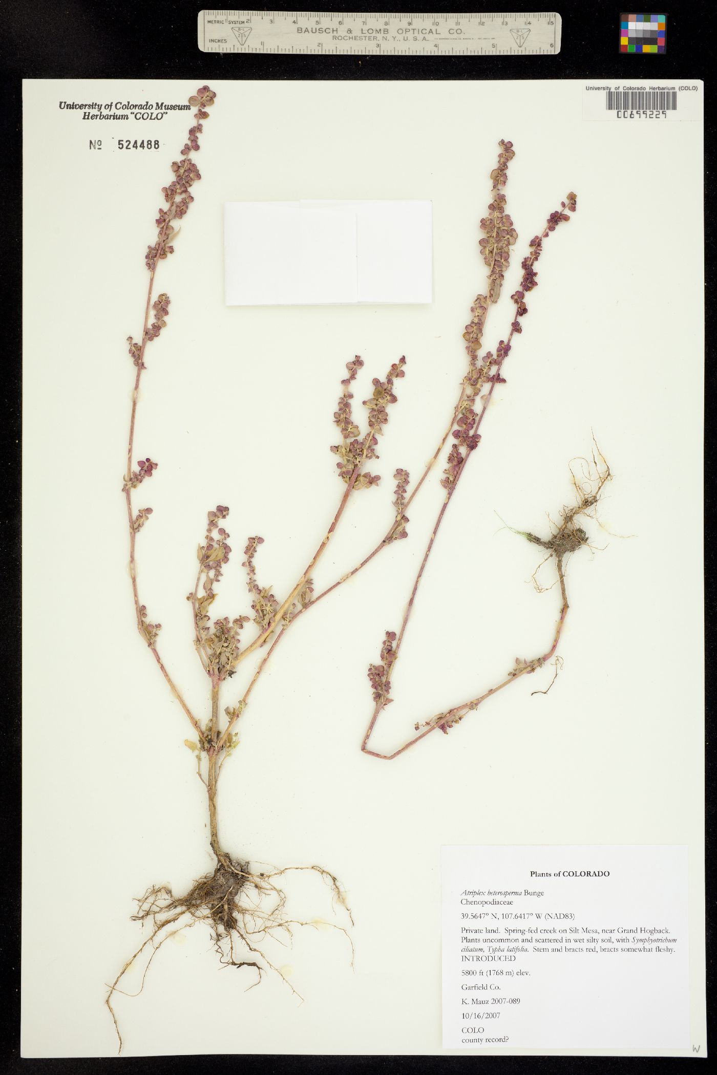 Atriplex micrantha image