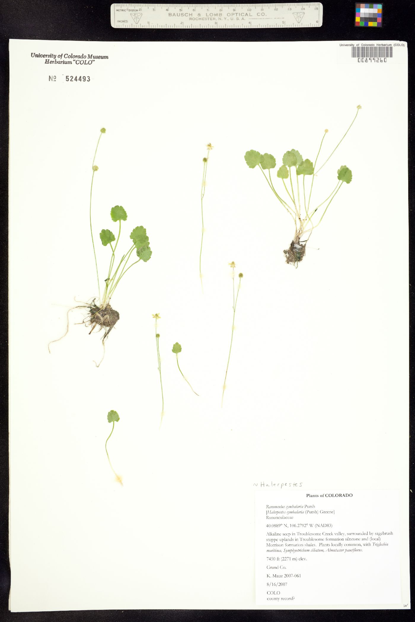 Ranunculus cymbalaria image