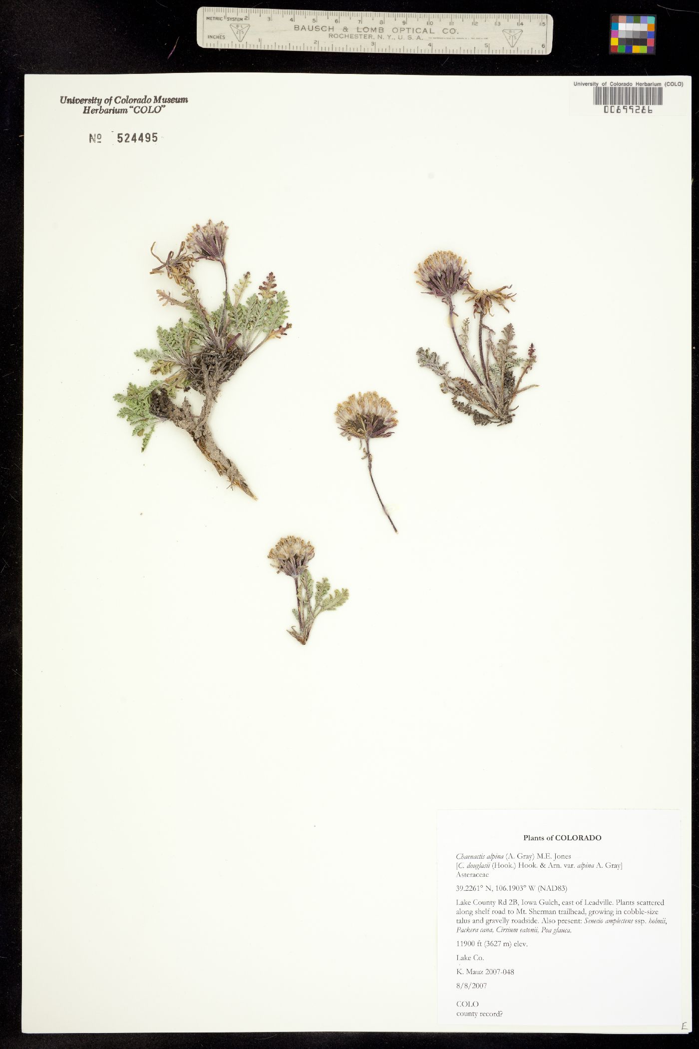 Chaenactis douglasii var. alpina image