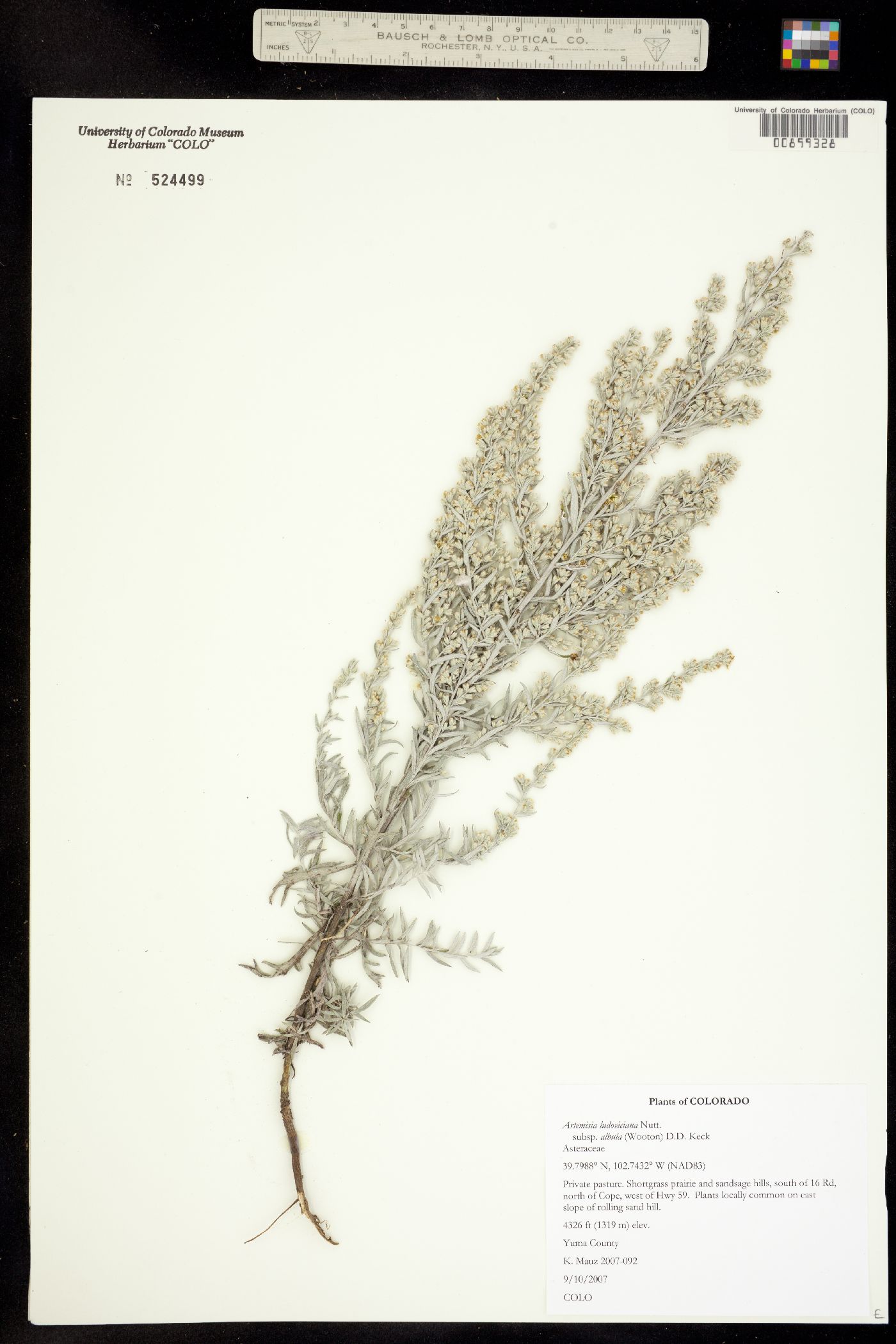 Artemisia ludoviciana ssp. albula image