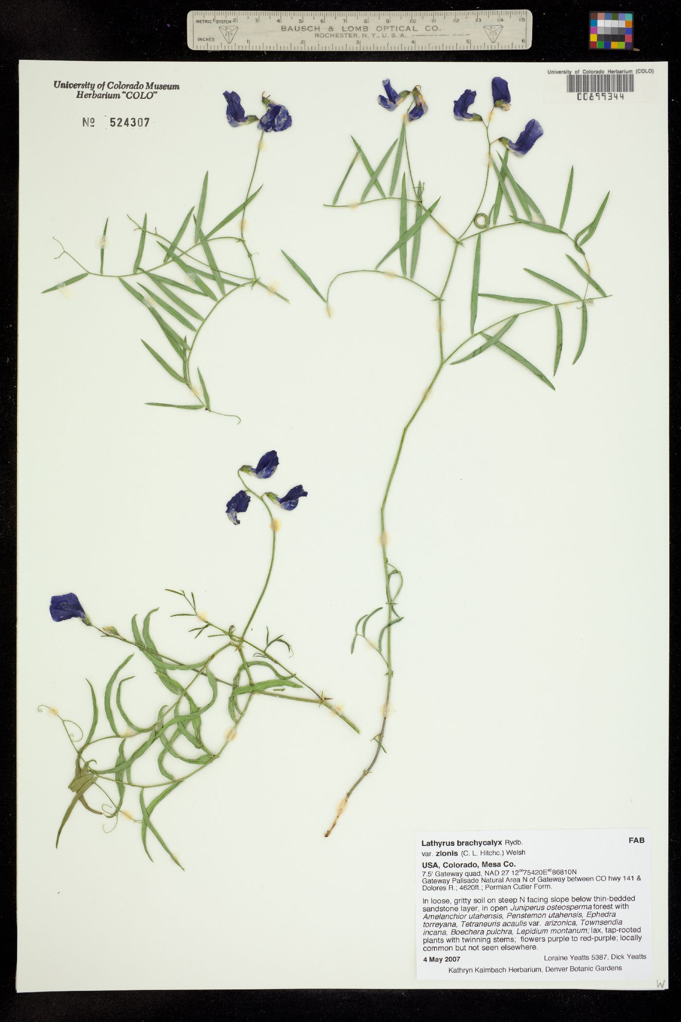 Lathyrus brachycalyx image