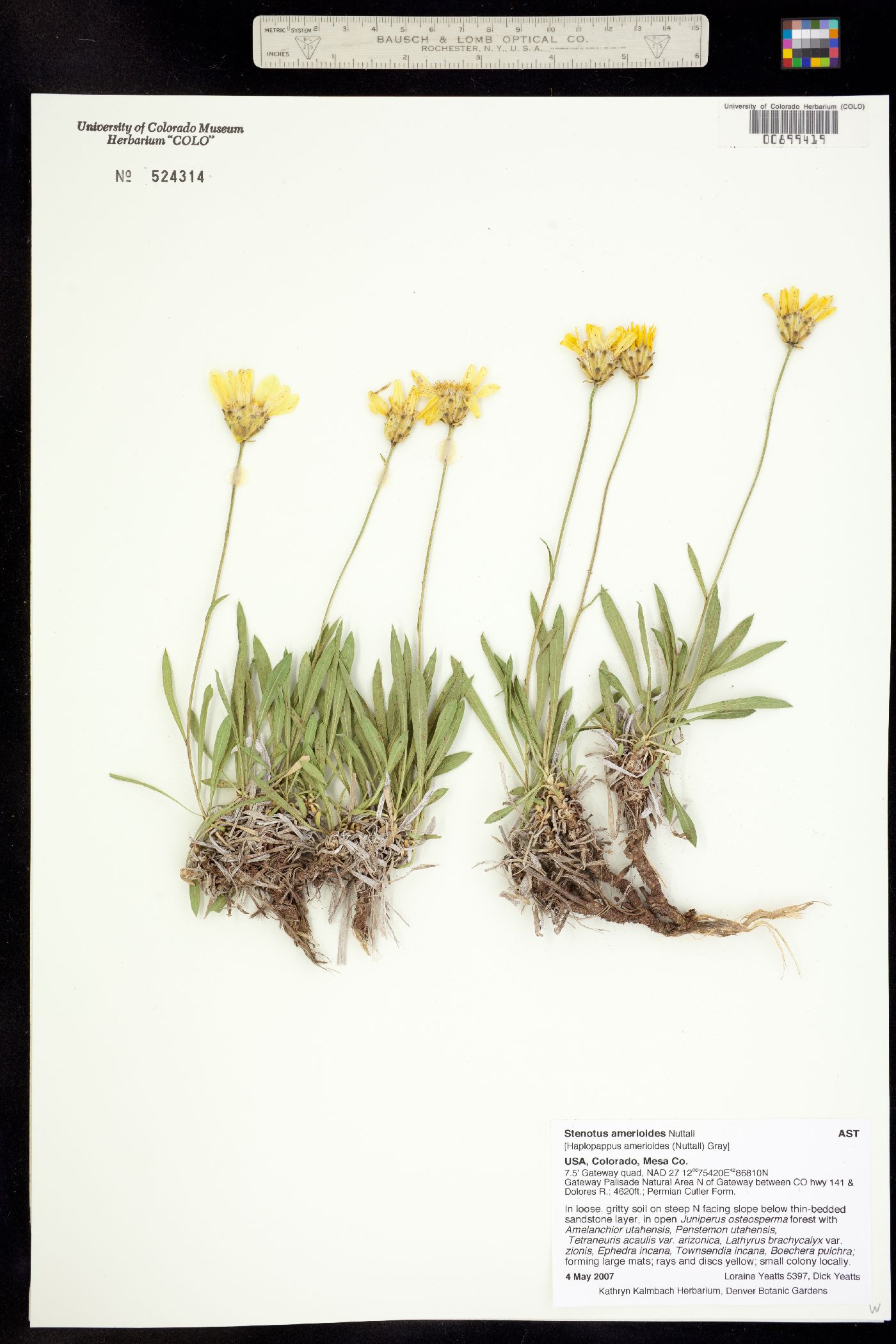 Stenotus armerioides image