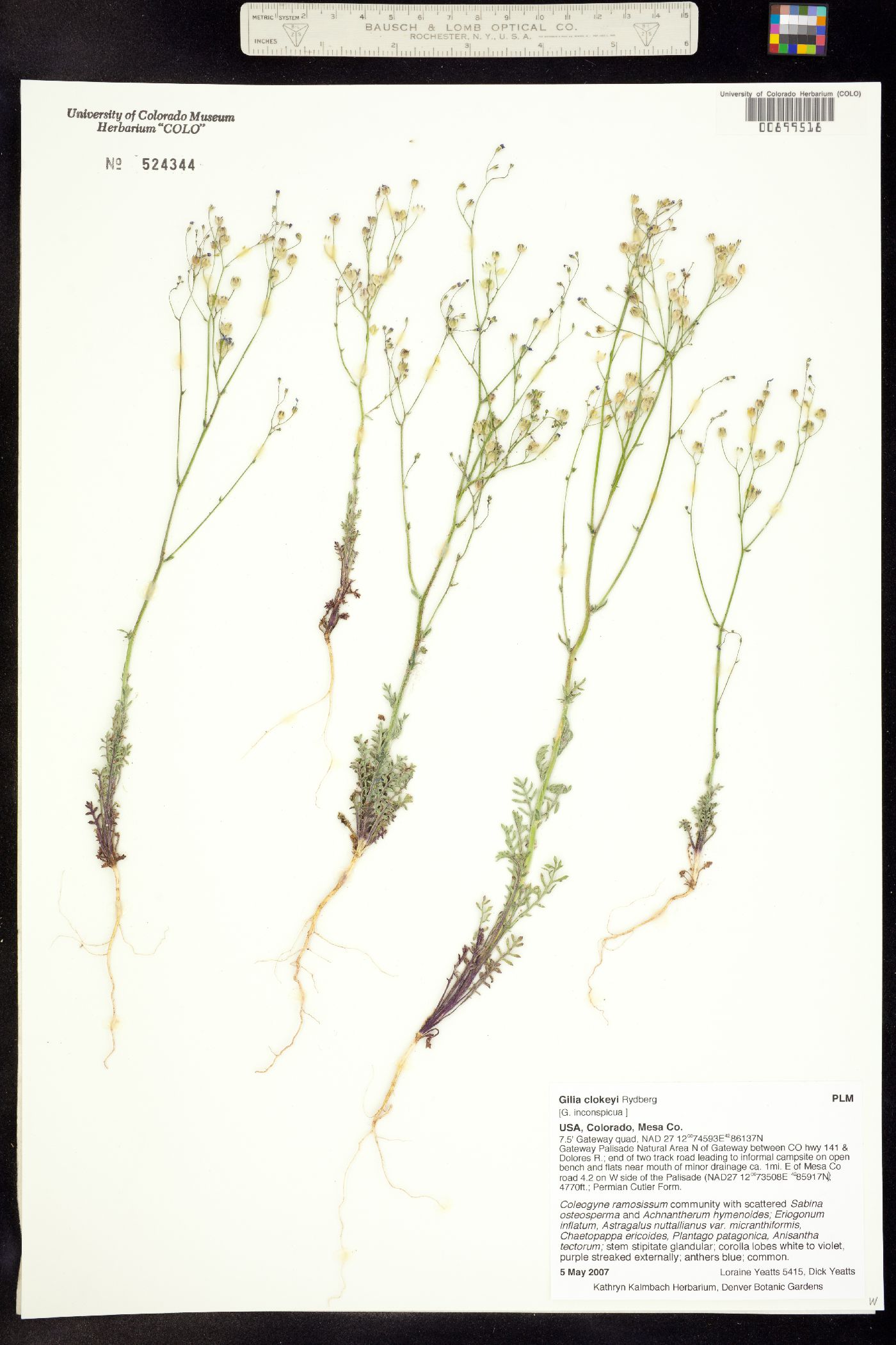 Gilia clokeyi image