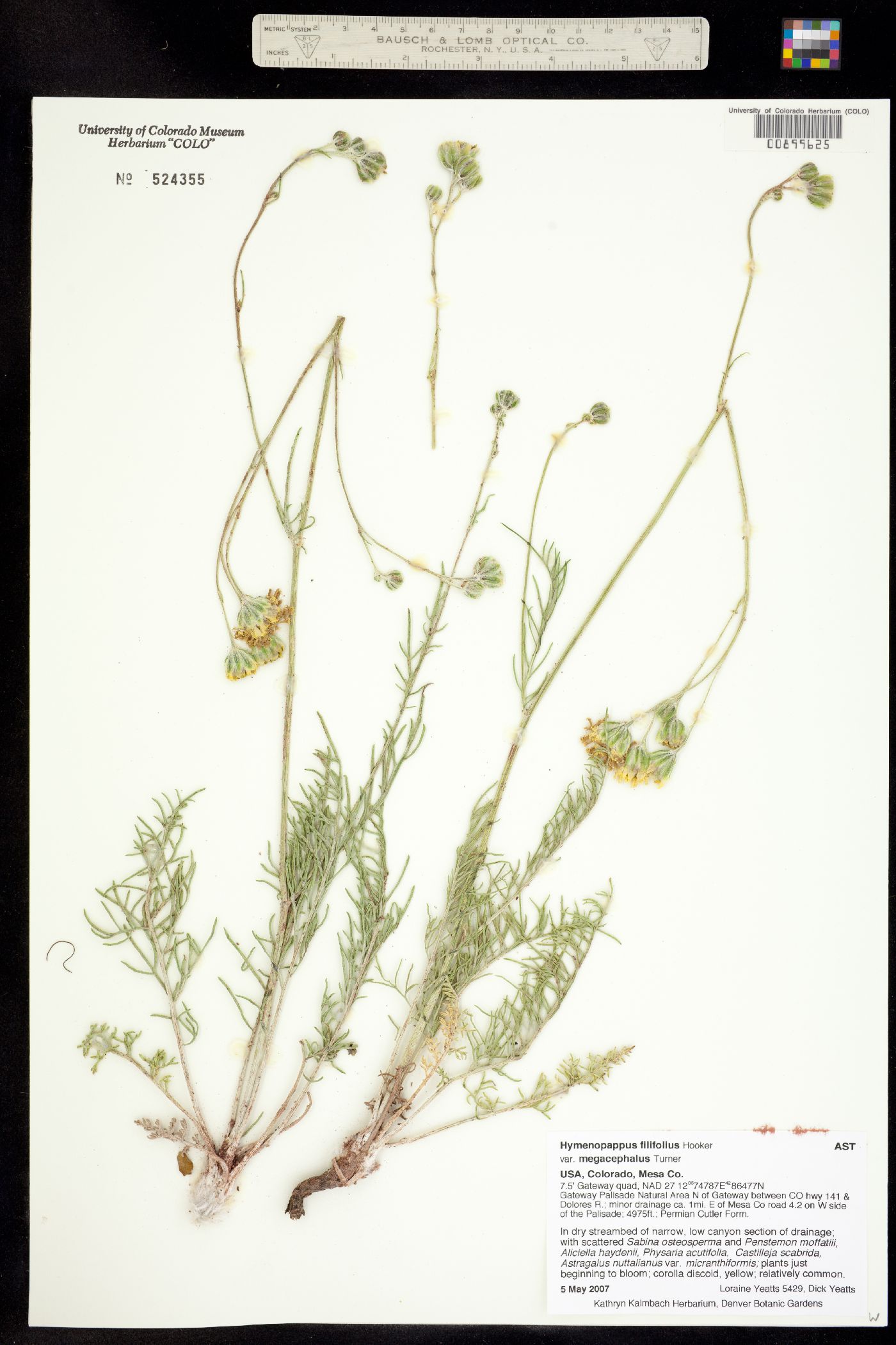 Hymenopappus filifolius var. megacephalus image