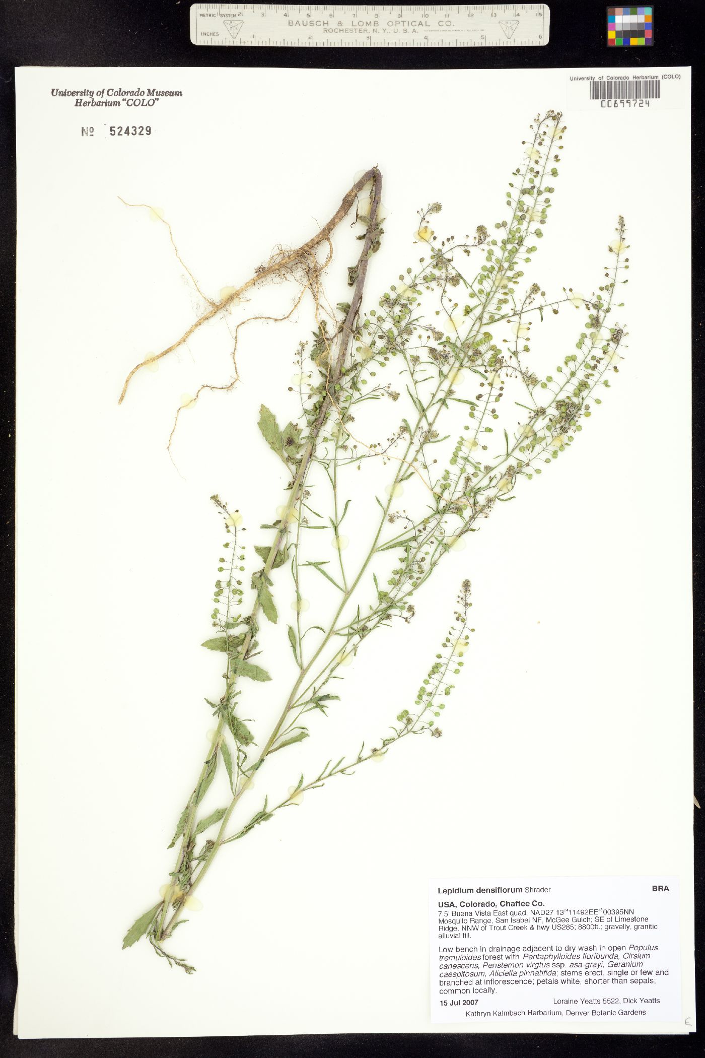 Lepidium densiflorum image