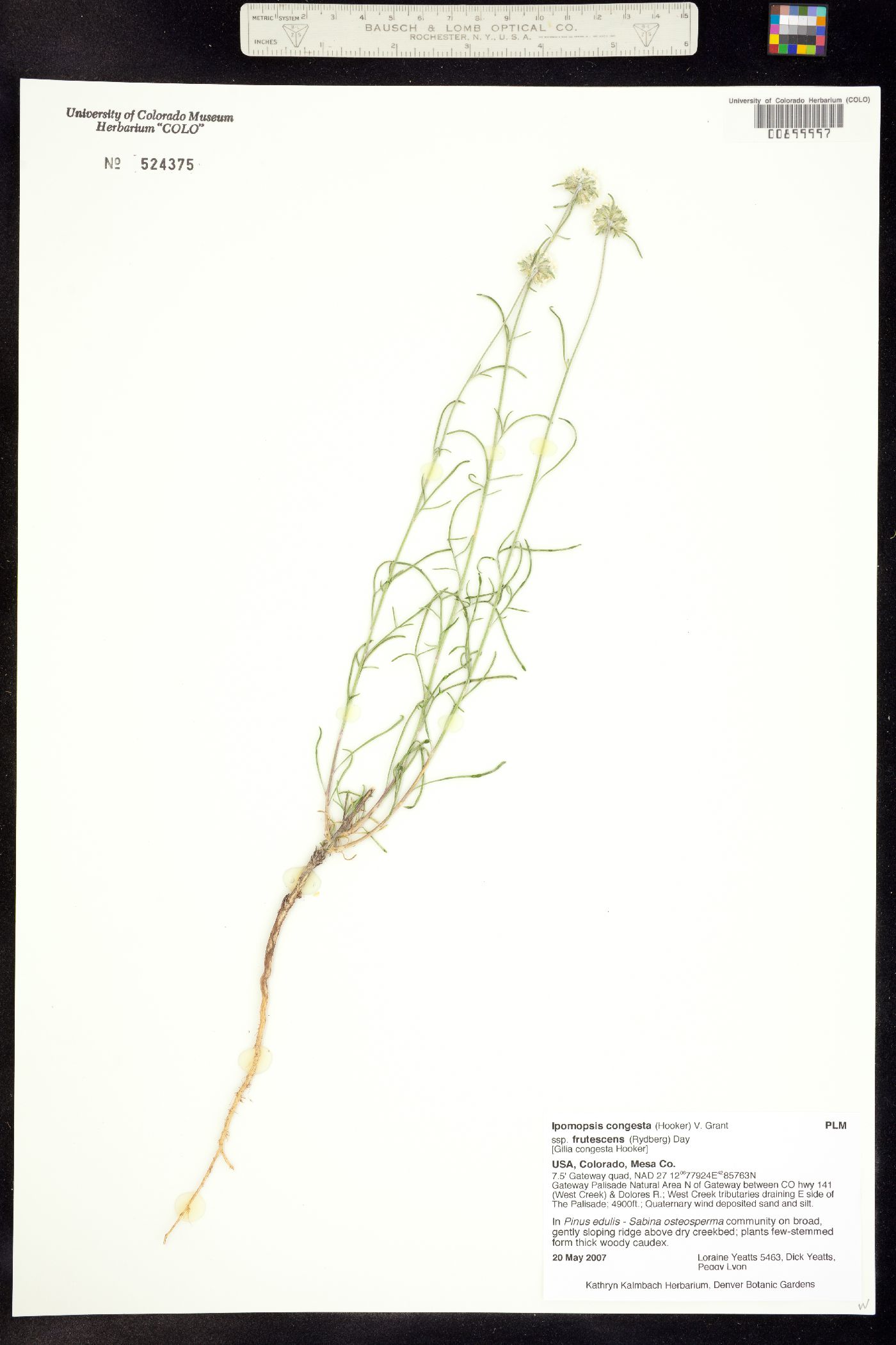 Ipomopsis congesta ssp. frutescens image