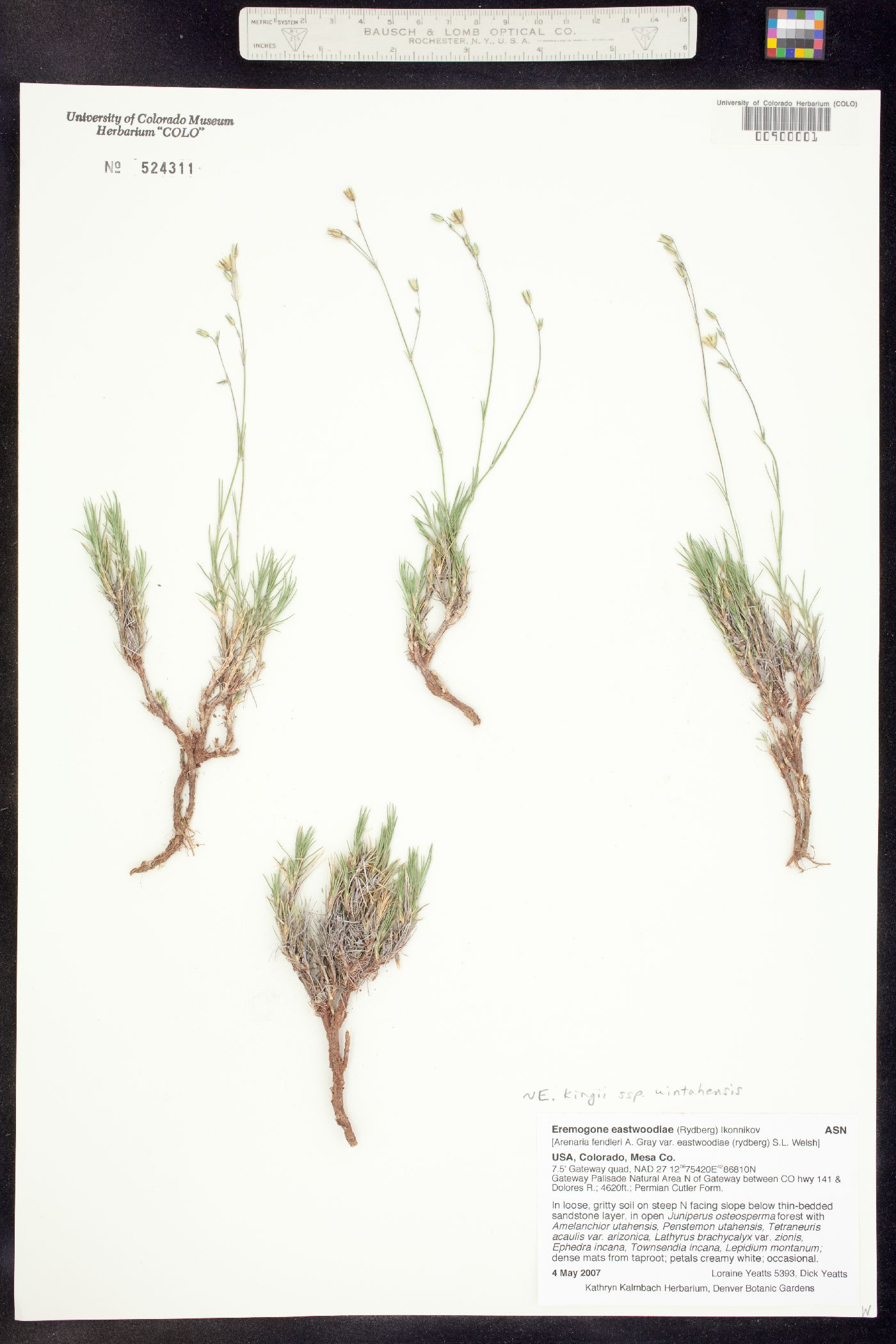 Eremogone kingii image