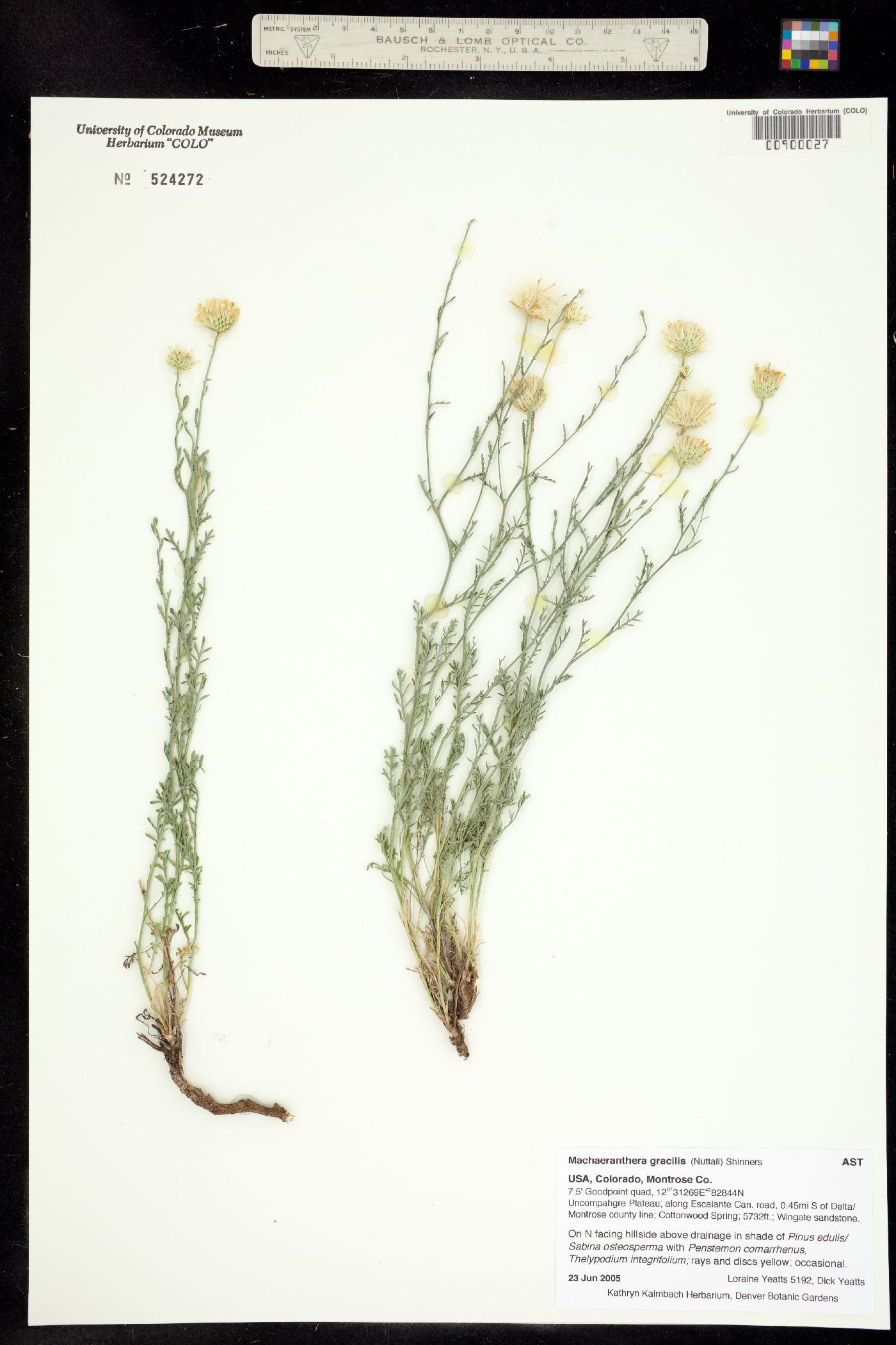 Machaeranthera gracilis image