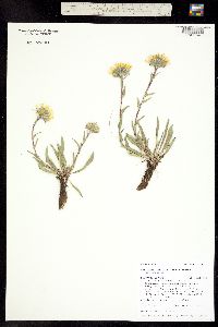Image of Pyrrocoma uniflora