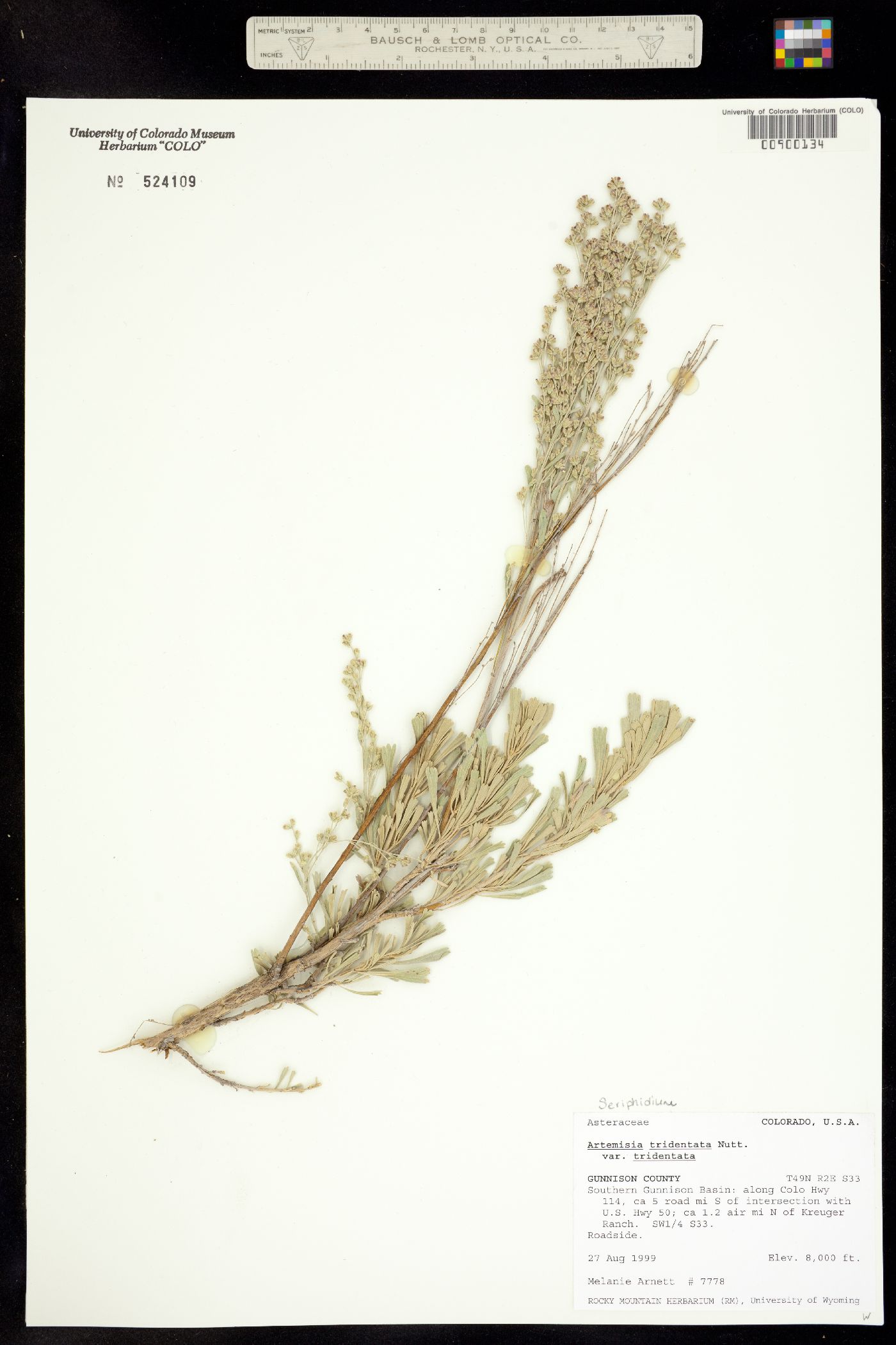 Seriphidium tridentatum ssp. tridentatum image