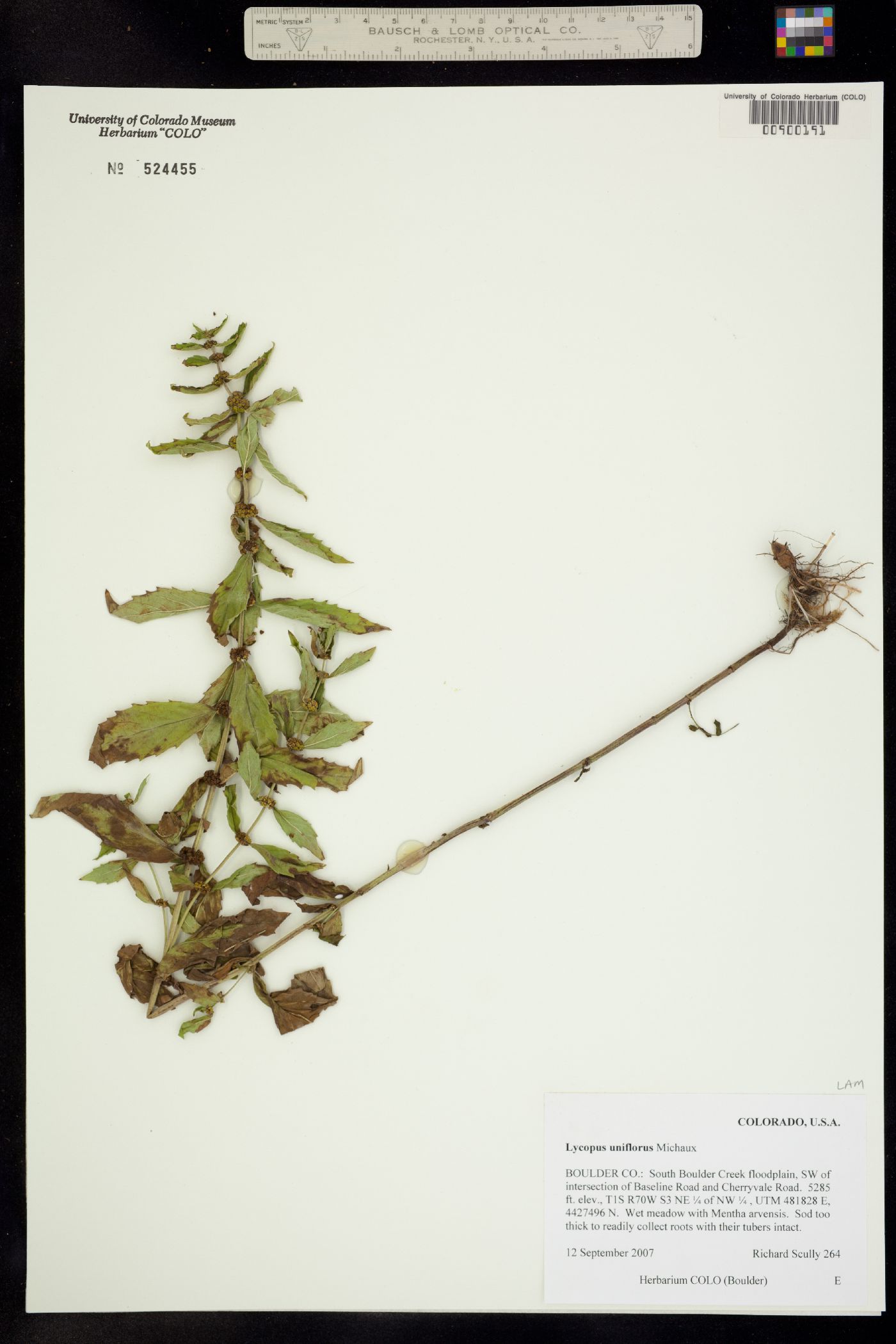 Lycopus uniflorus image