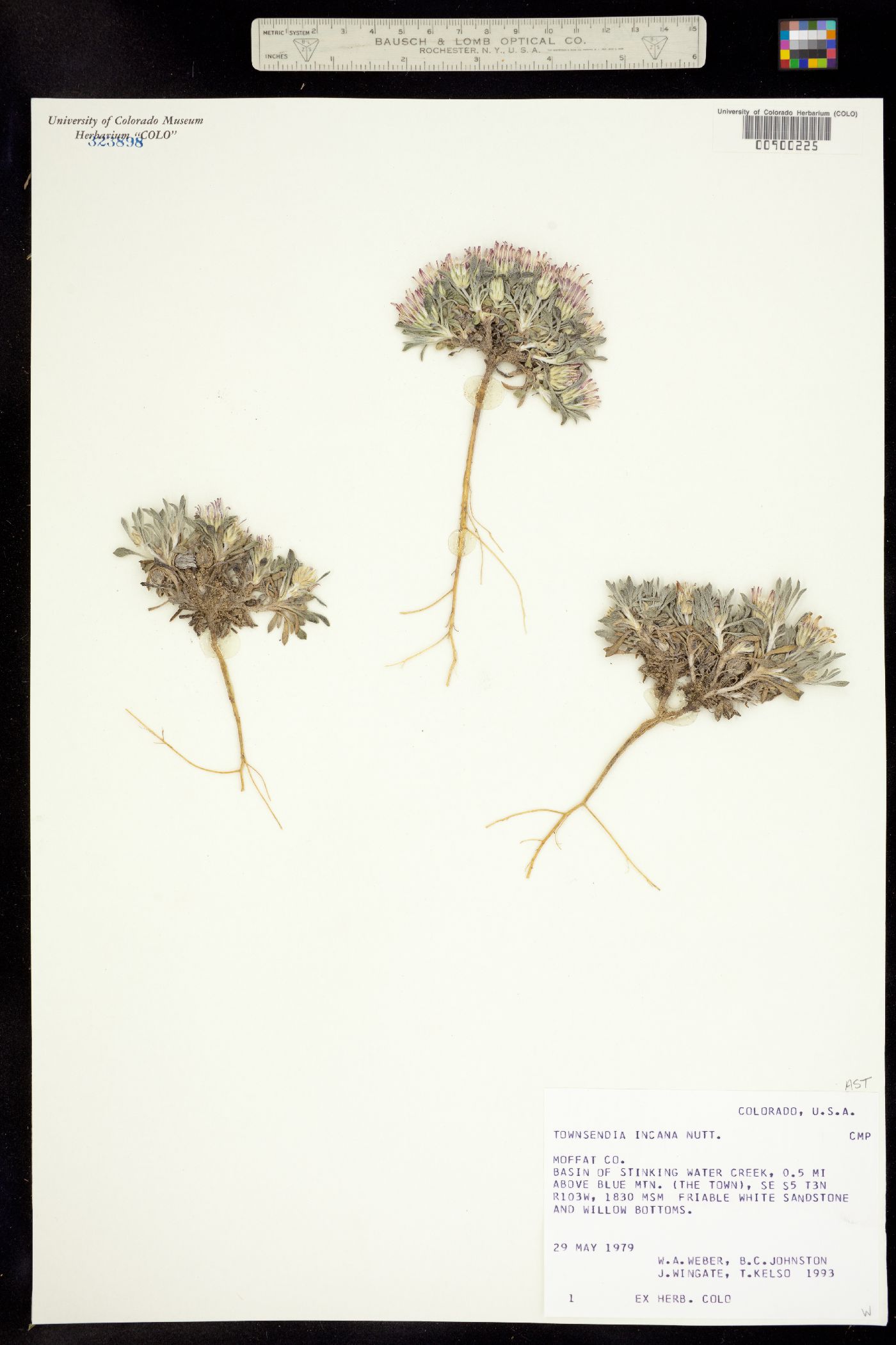 Townsendia incana image